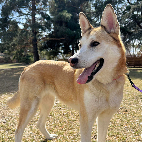Pippi Longstocking, a Adoptable Siberian Husky in Denver, CO image 1/5