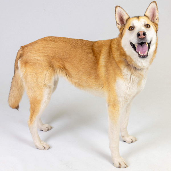 Pippi Longstocking, a Adoptable Siberian Husky in Denver, CO image 3/5