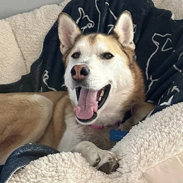 Pippi Longstocking, a Adoptable Siberian Husky in Denver, CO image 2/5