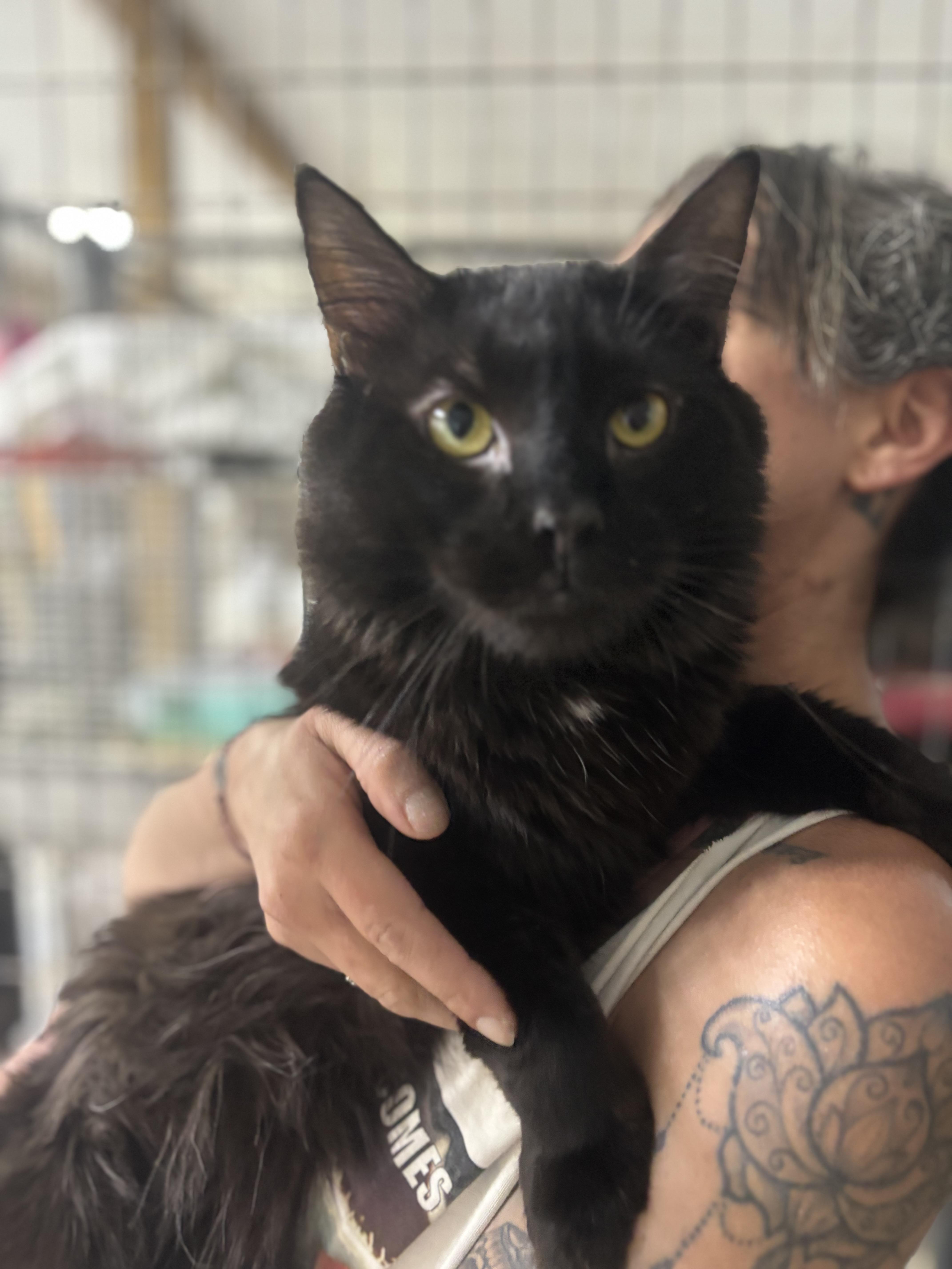 Enlarge Viggo, an adopted Domestic Medium Hair in New Haven, CT image 1/1