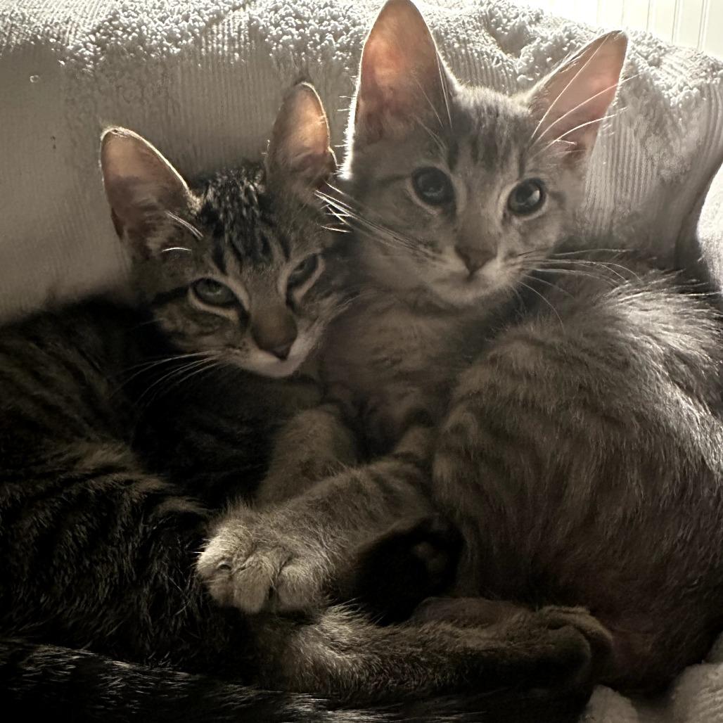 Chuck, Adoptable, Kitten Male Domestic Short Hair.