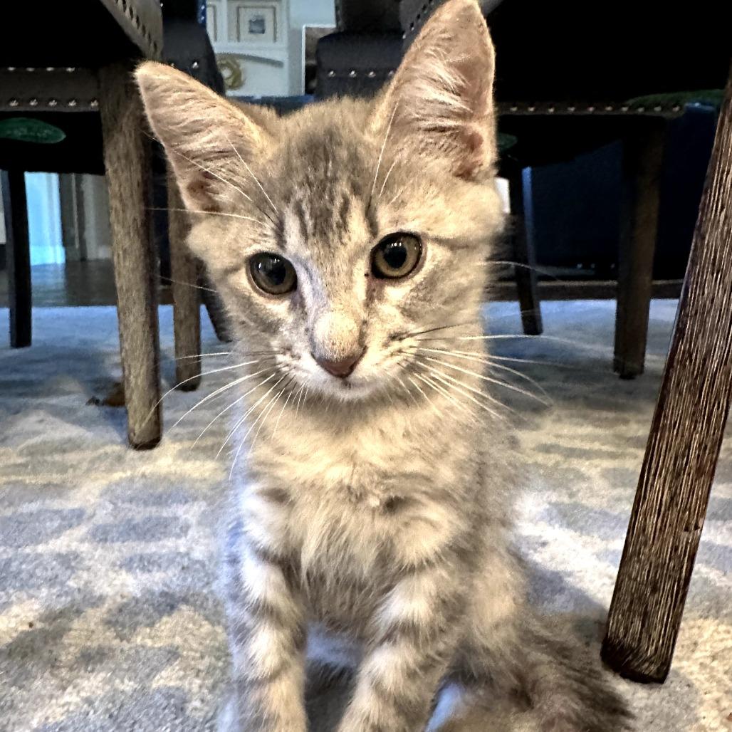 Enlarge Chuck, a Adoptable Domestic Short Hair in Fort Worth, TX image 2/5