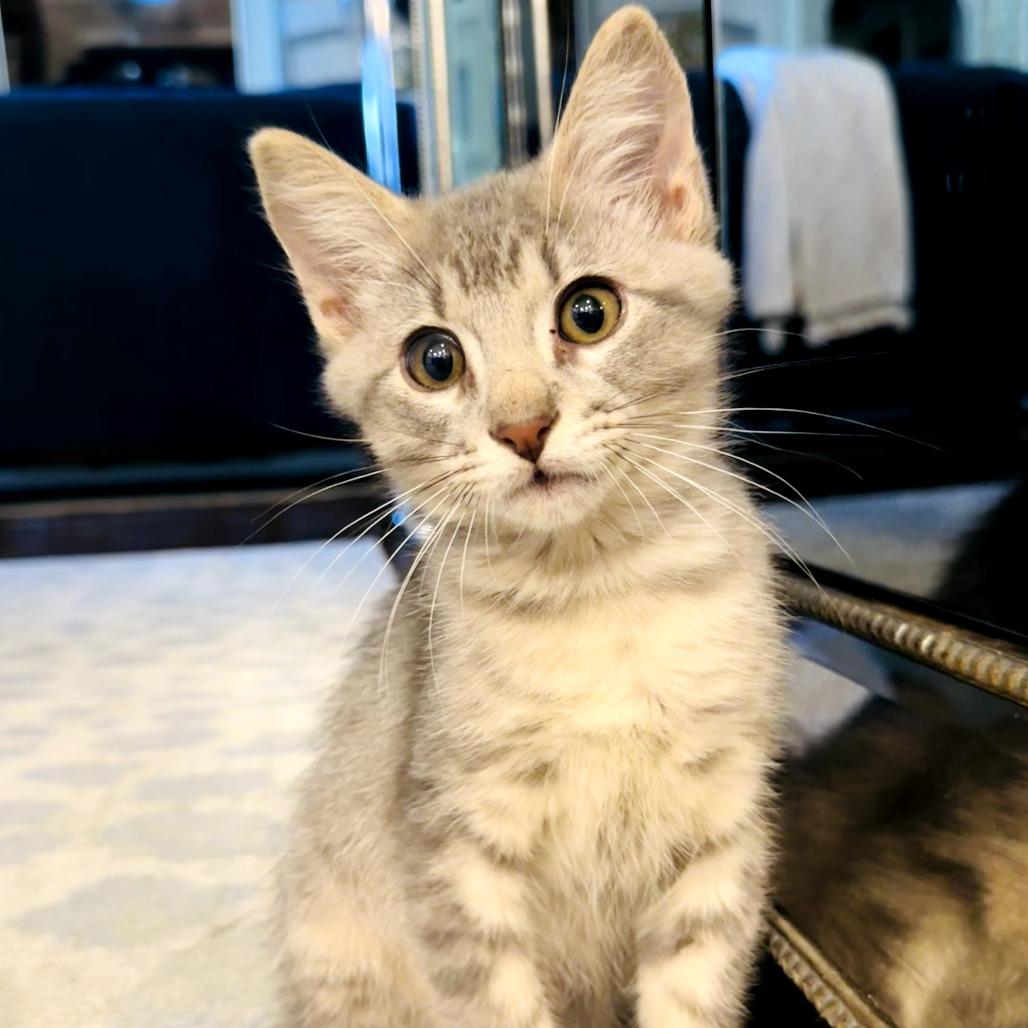 Enlarge Chuck, a Adoptable Domestic Short Hair in Fort Worth, TX image 3/5