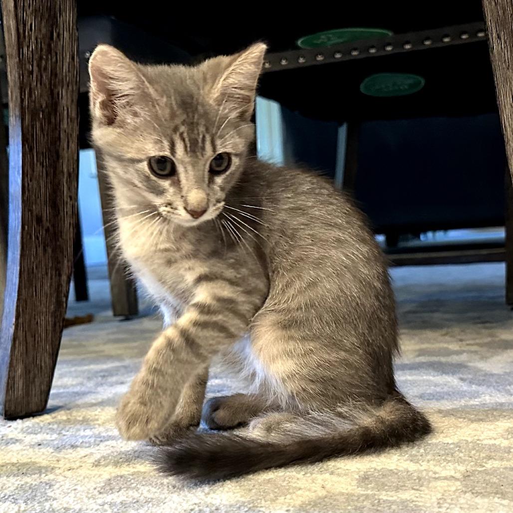 Enlarge Chuck, a Adoptable Domestic Short Hair in Fort Worth, TX image 4/5