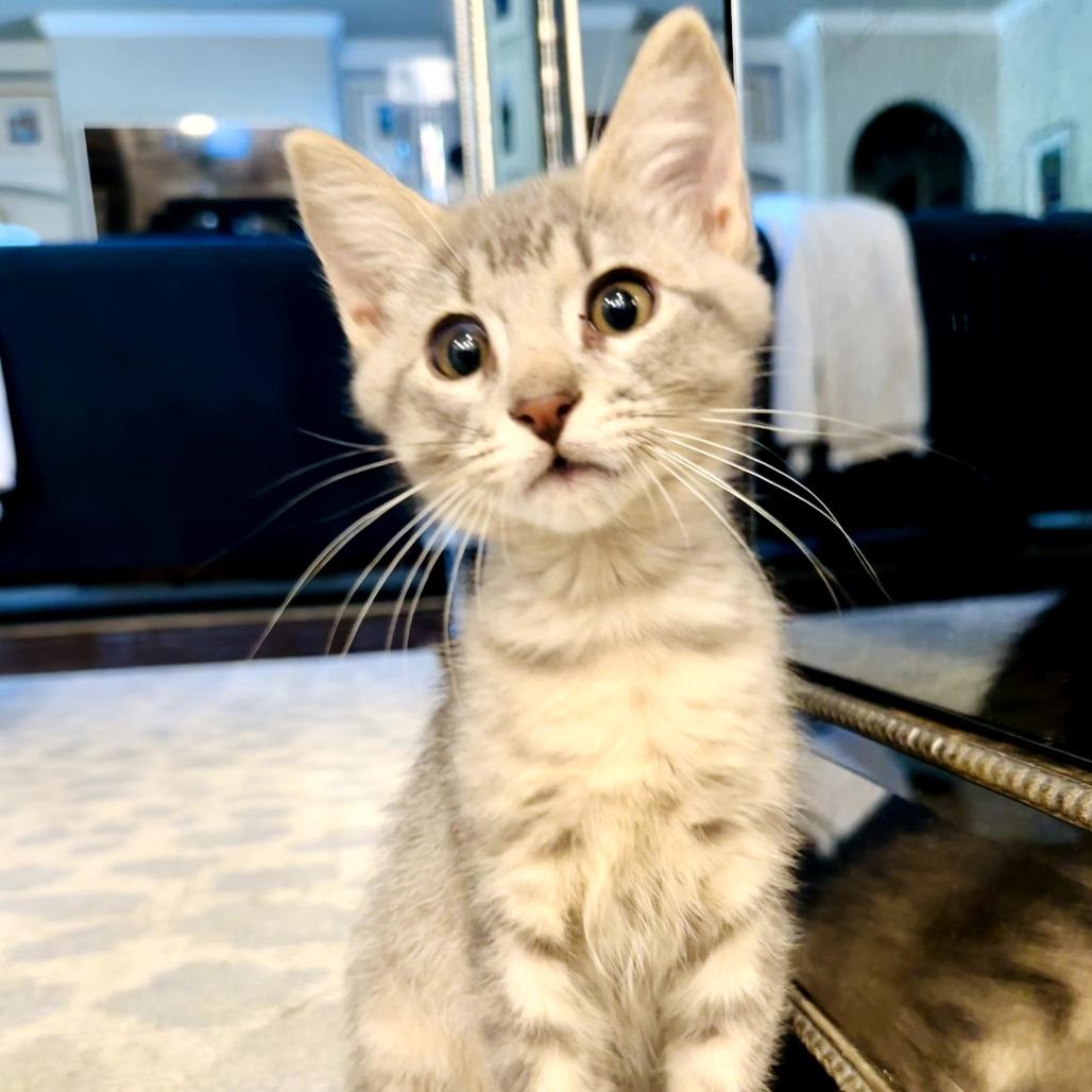 Enlarge Chuck, a Adoptable Domestic Short Hair in Fort Worth, TX image 5/5