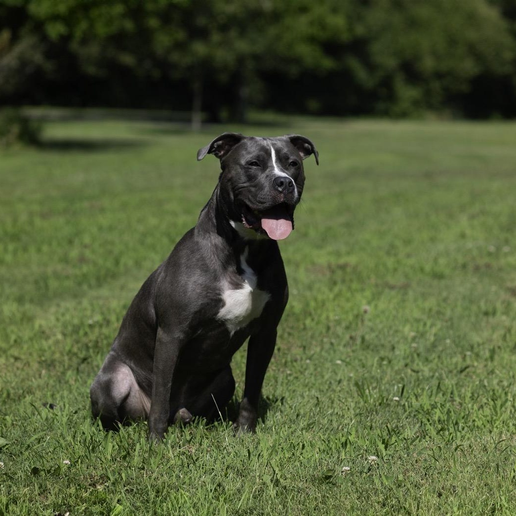 BLUE, a Adoptable mixed breed in Staten Island, NY image 1/6