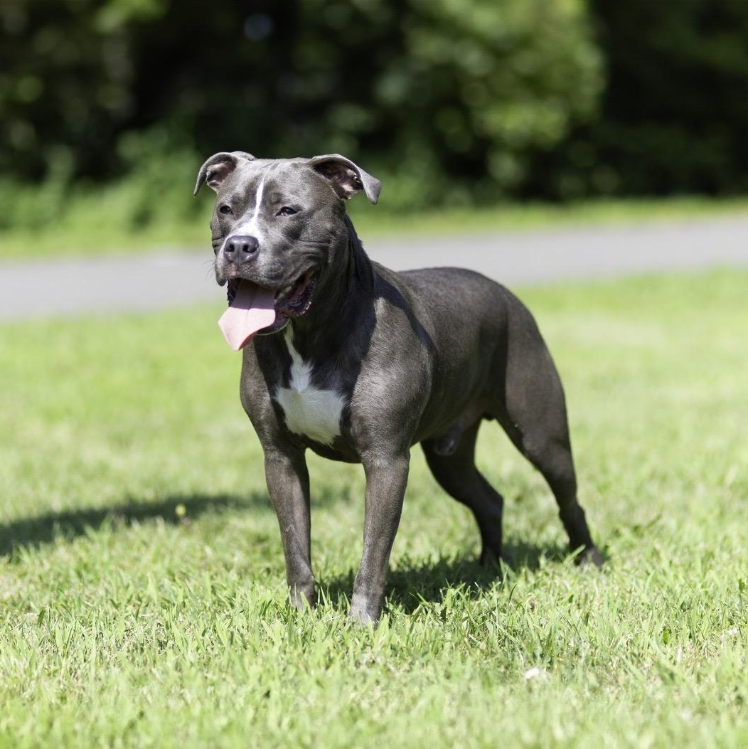 BLUE, a Adoptable mixed breed in Staten Island, NY image 2/6