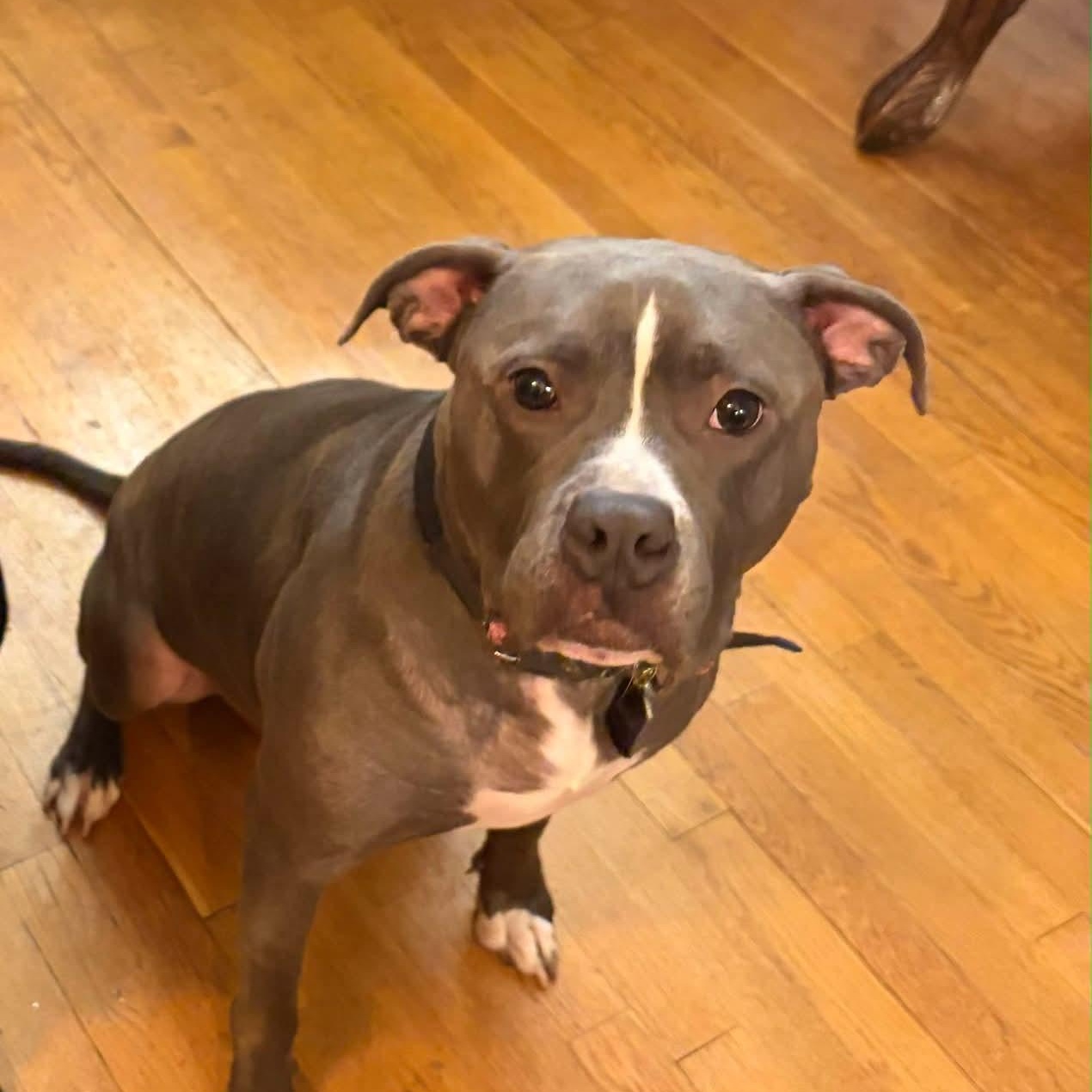 BLUE, a Adoptable mixed breed in Staten Island, NY image 6/6