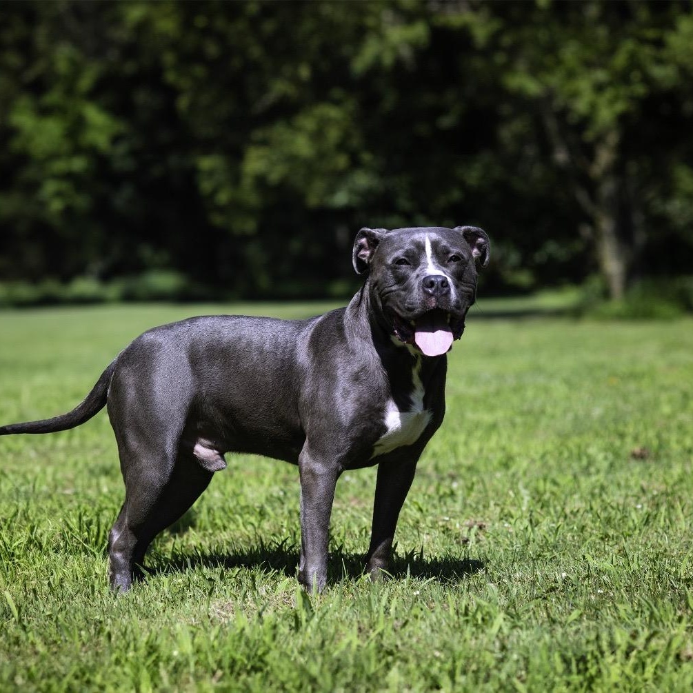 BLUE, a Adoptable mixed breed in Staten Island, NY image 3/6