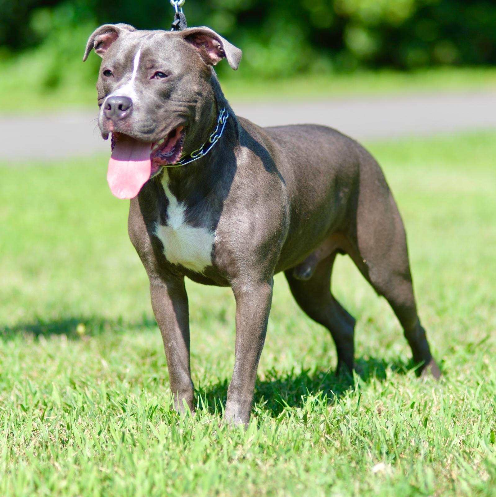 BLUE, a Adoptable mixed breed in Staten Island, NY image 4/6