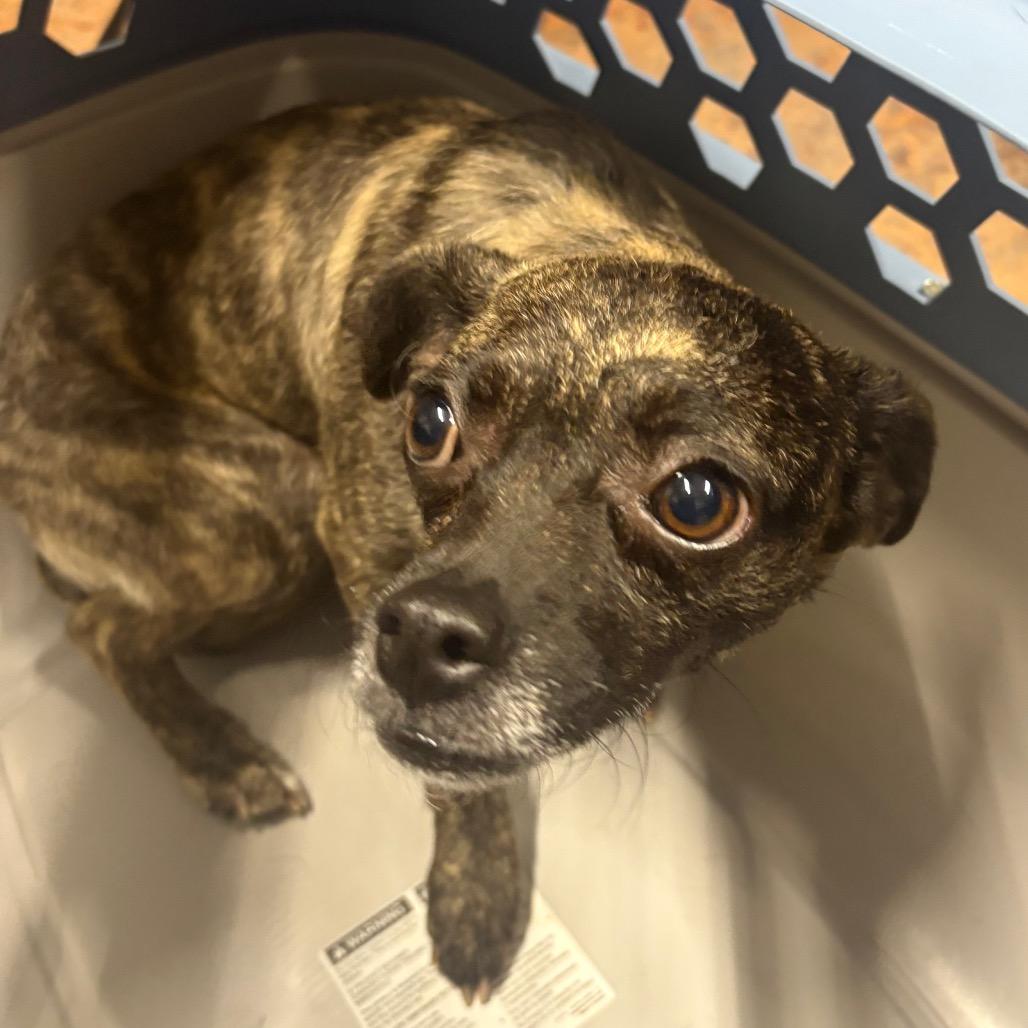 Girl, Adoptable, Adult Female Chihuahua.