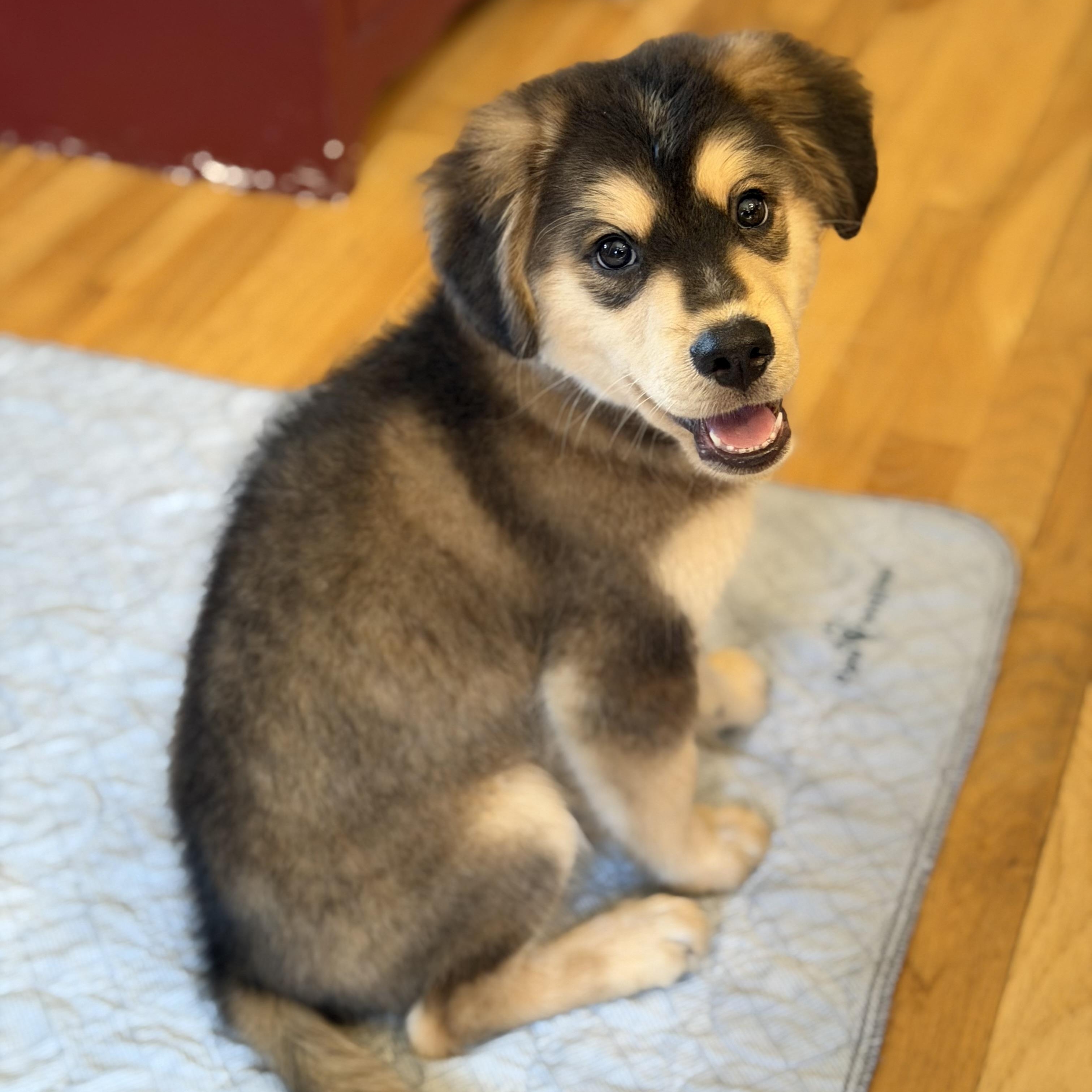 Enlarge Danny, an adopted Mixed Breed in Yaphank, NY image 5/6