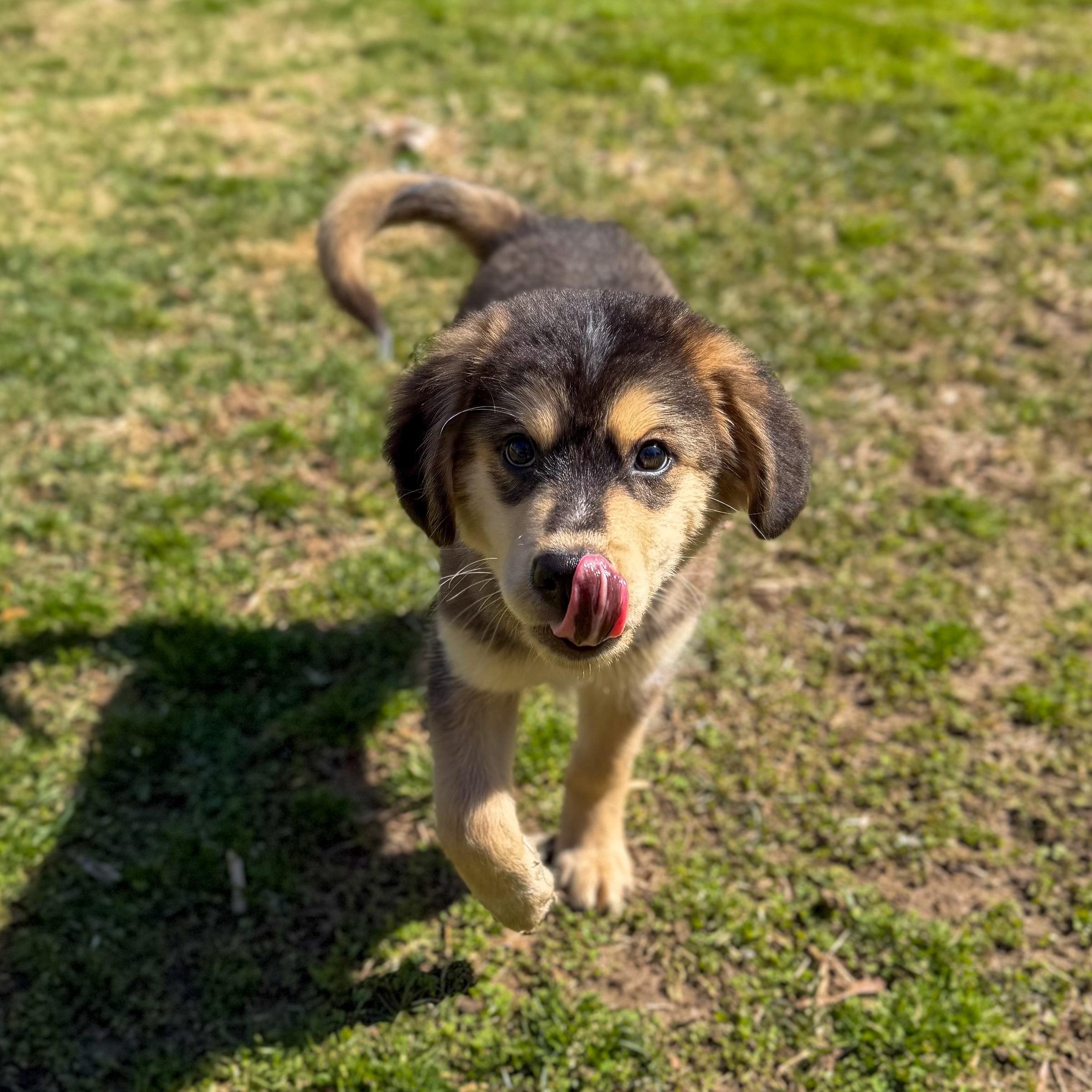 Enlarge Danny, an adopted Mixed Breed in Yaphank, NY image 6/6