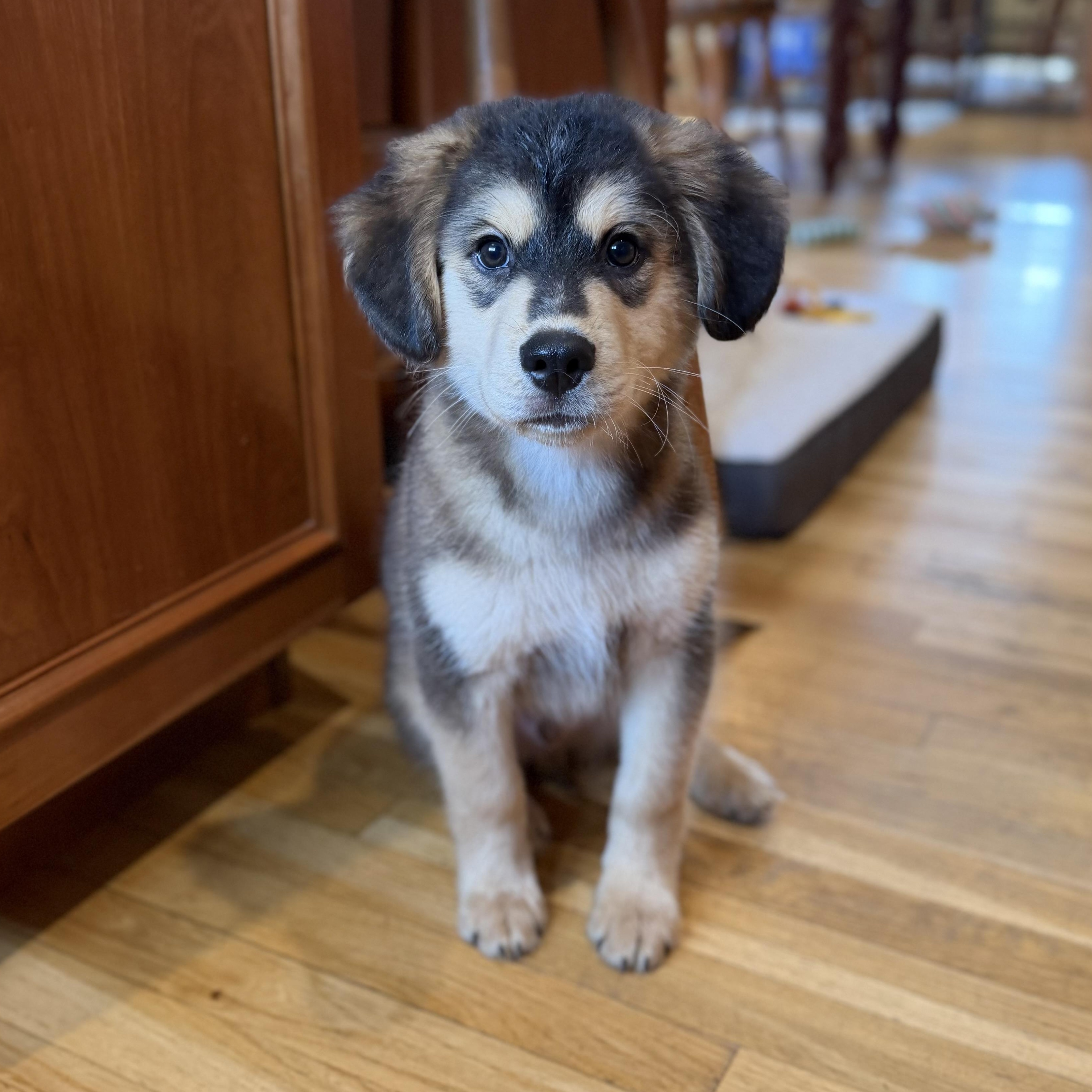 Enlarge Danny, an adopted Mixed Breed in Yaphank, NY image 3/6