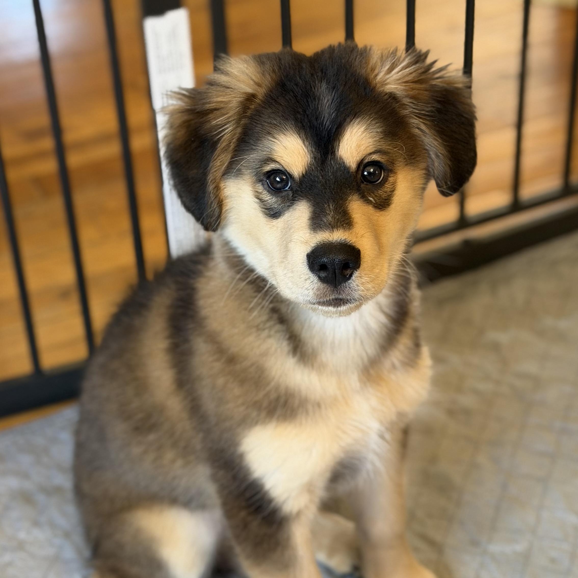 Enlarge Danny, an adopted Mixed Breed in Yaphank, NY image 2/6