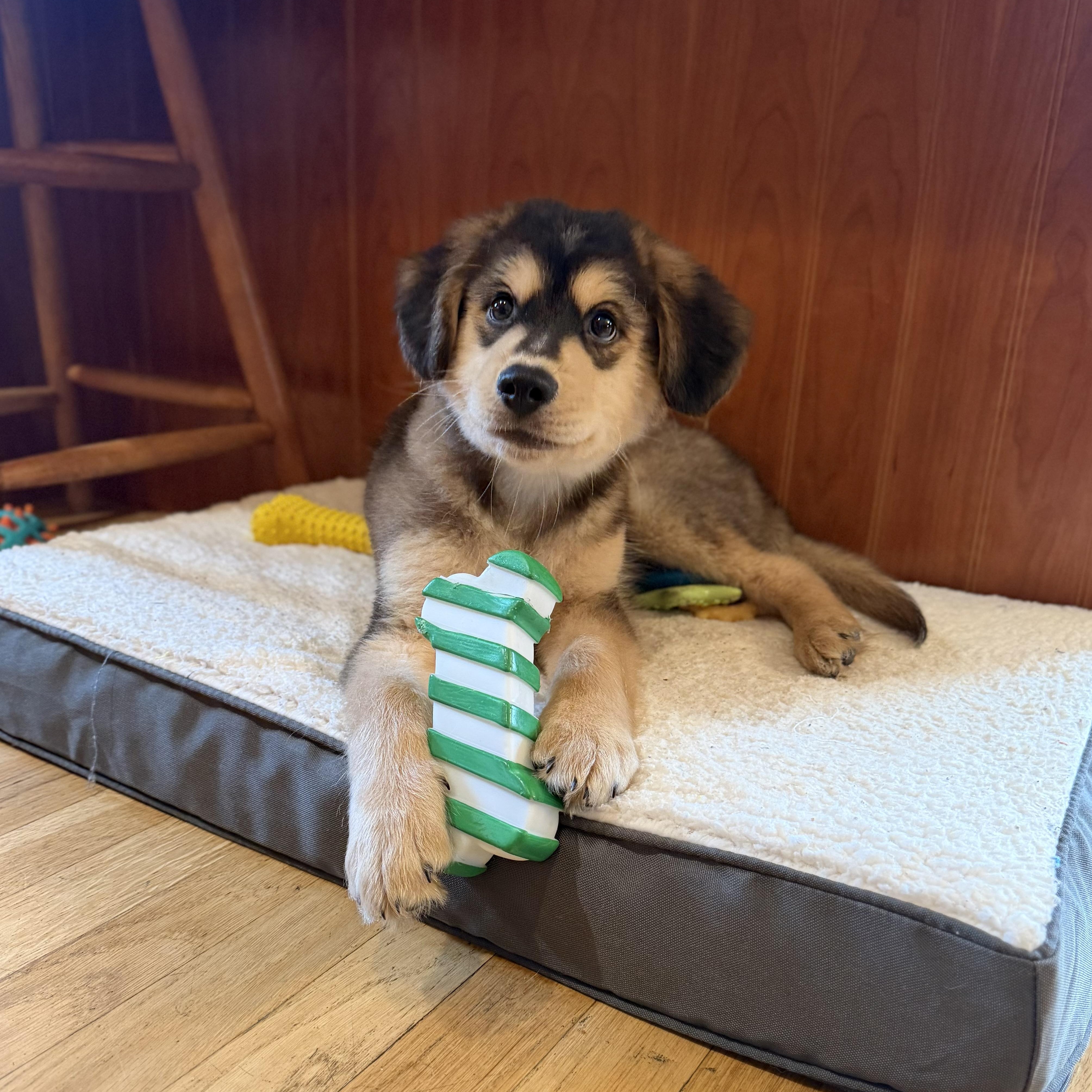 Enlarge Danny, an adopted Mixed Breed in Yaphank, NY image 4/6