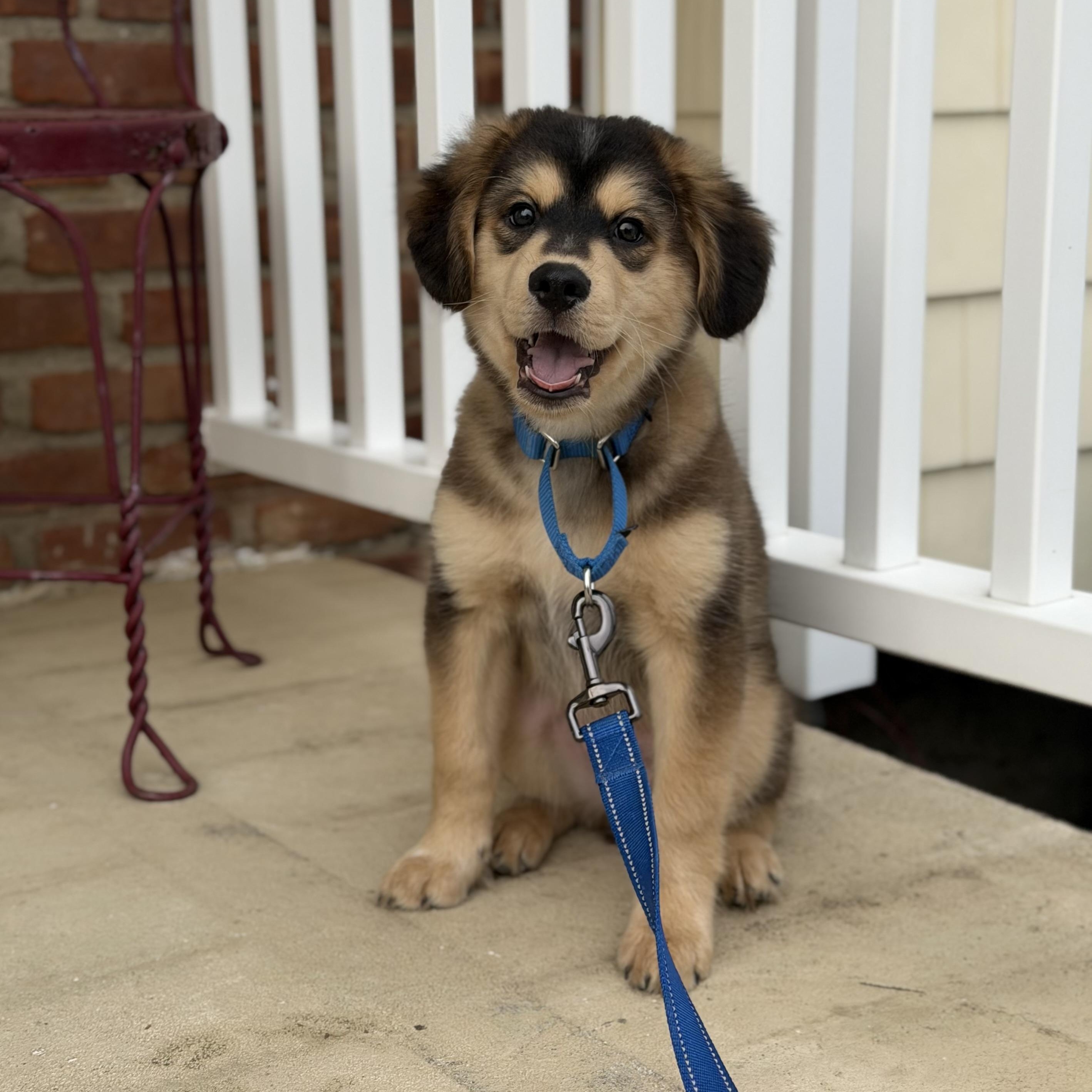 Danny, adopted, Puppy Male Mixed Breed.