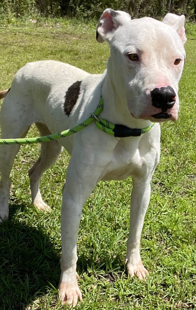 Zee, an adoptable Dogo Argentino in Madison, MS, 39110 | Photo Image 2