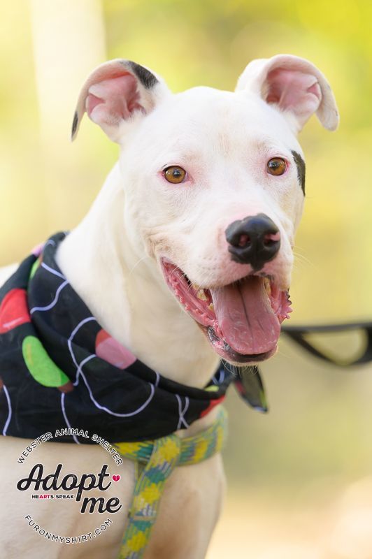 Zee, an adoptable Dogo Argentino in Madison, MS, 39110 | Photo Image 1