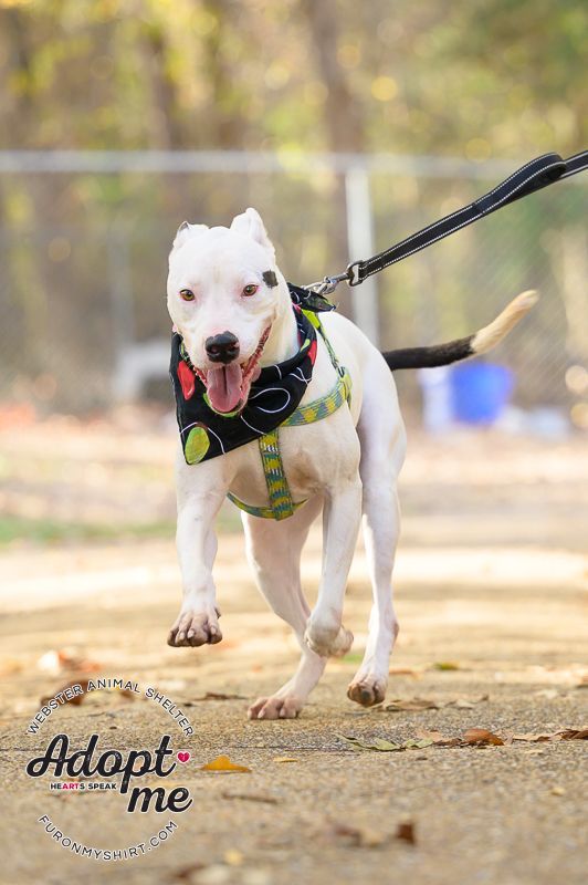 Zee, an adoptable Dogo Argentino in Madison, MS, 39110 | Photo Image 3