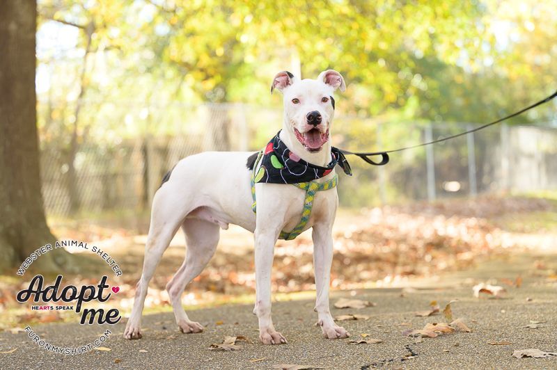 Zee, an adoptable Dogo Argentino in Madison, MS, 39110 | Photo Image 4
