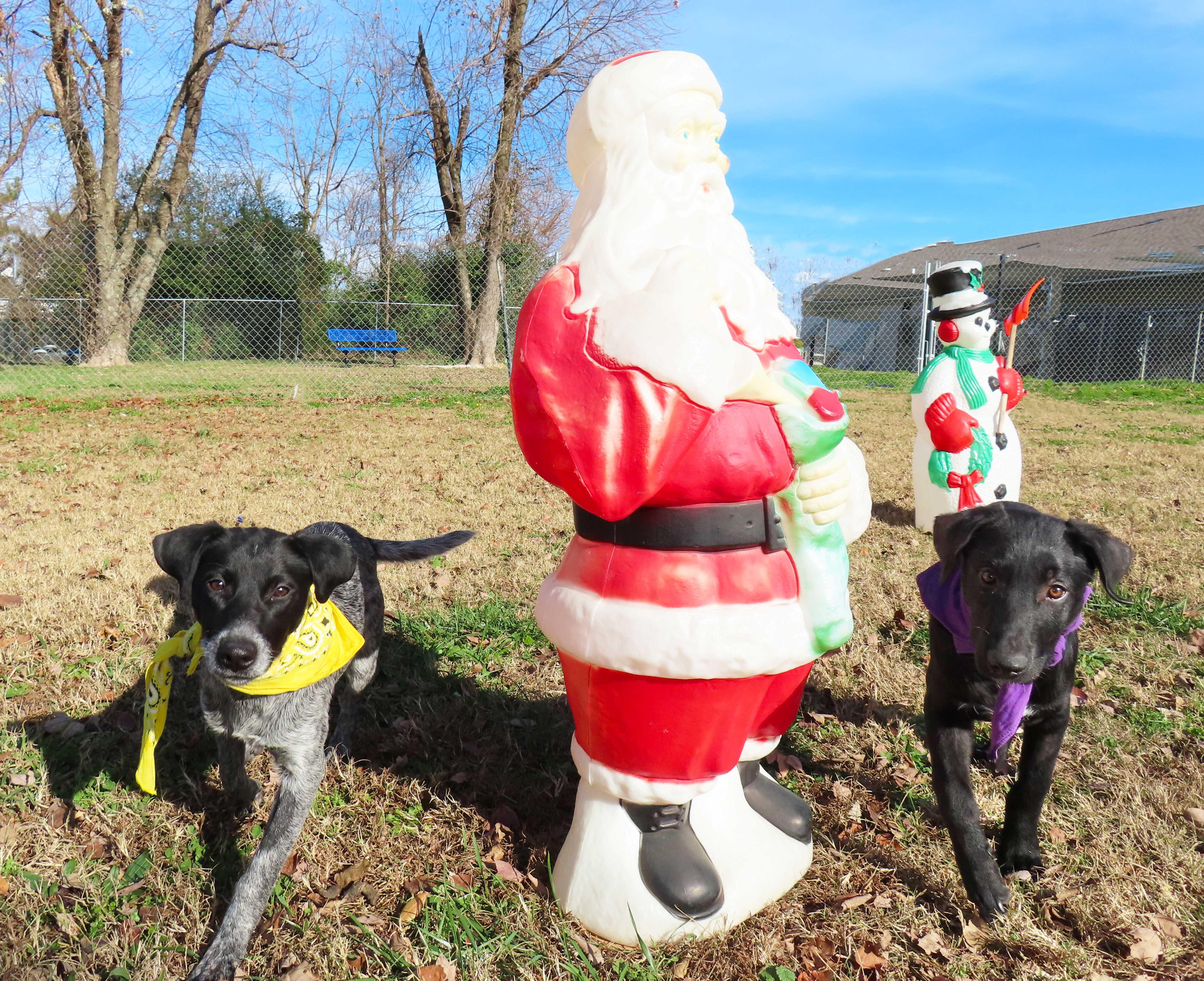 Rhett 25C-270A, a ADOPTABLE mixed breed in Rogers, AR image 5/5