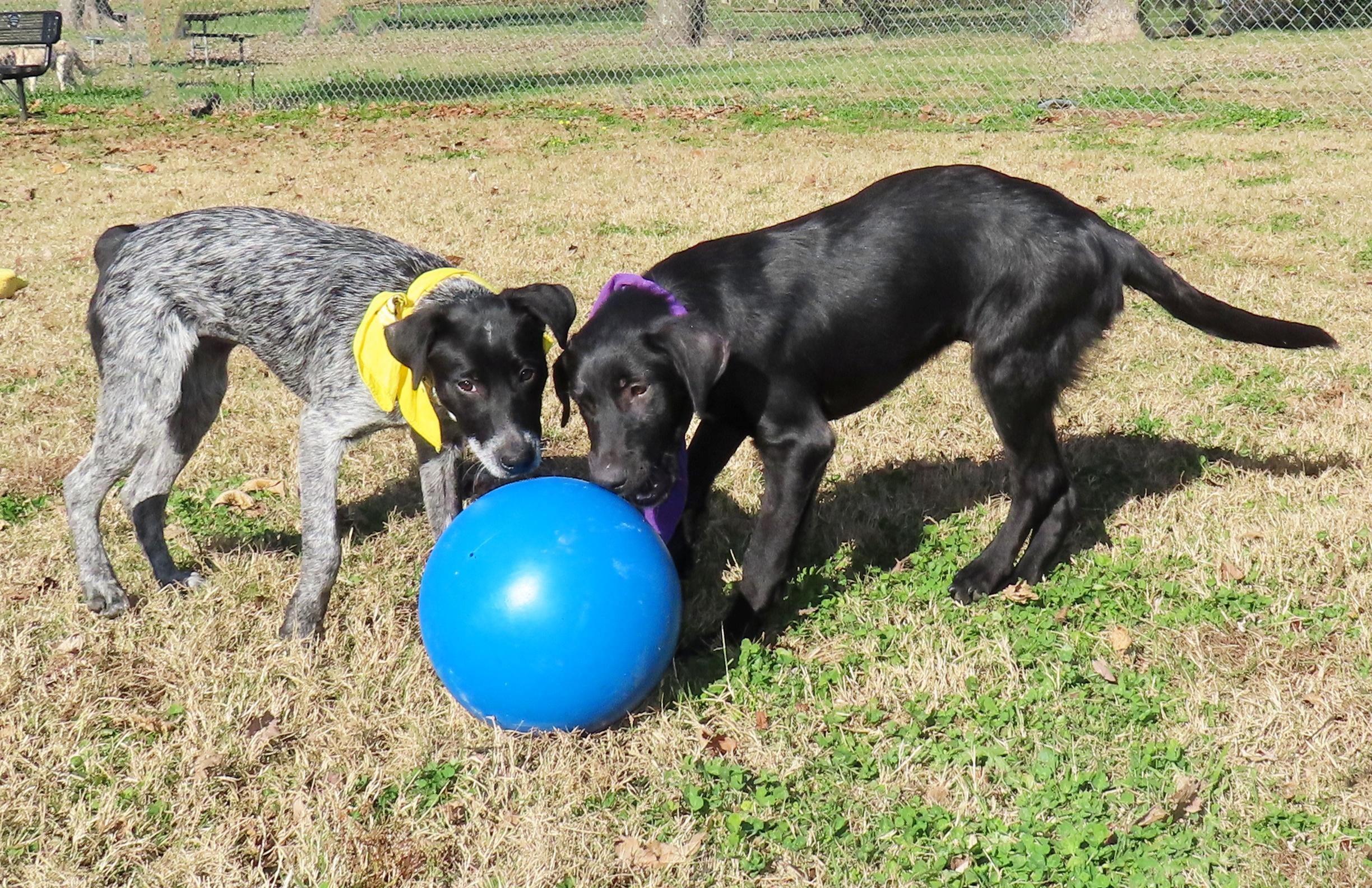 Rhett 25C-270A, a ADOPTABLE mixed breed in Rogers, AR image 4/5