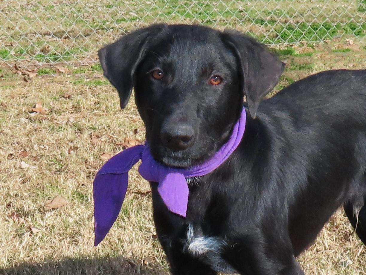 Rhett 25C-270A, a ADOPTABLE mixed breed in Rogers, AR image 1/5