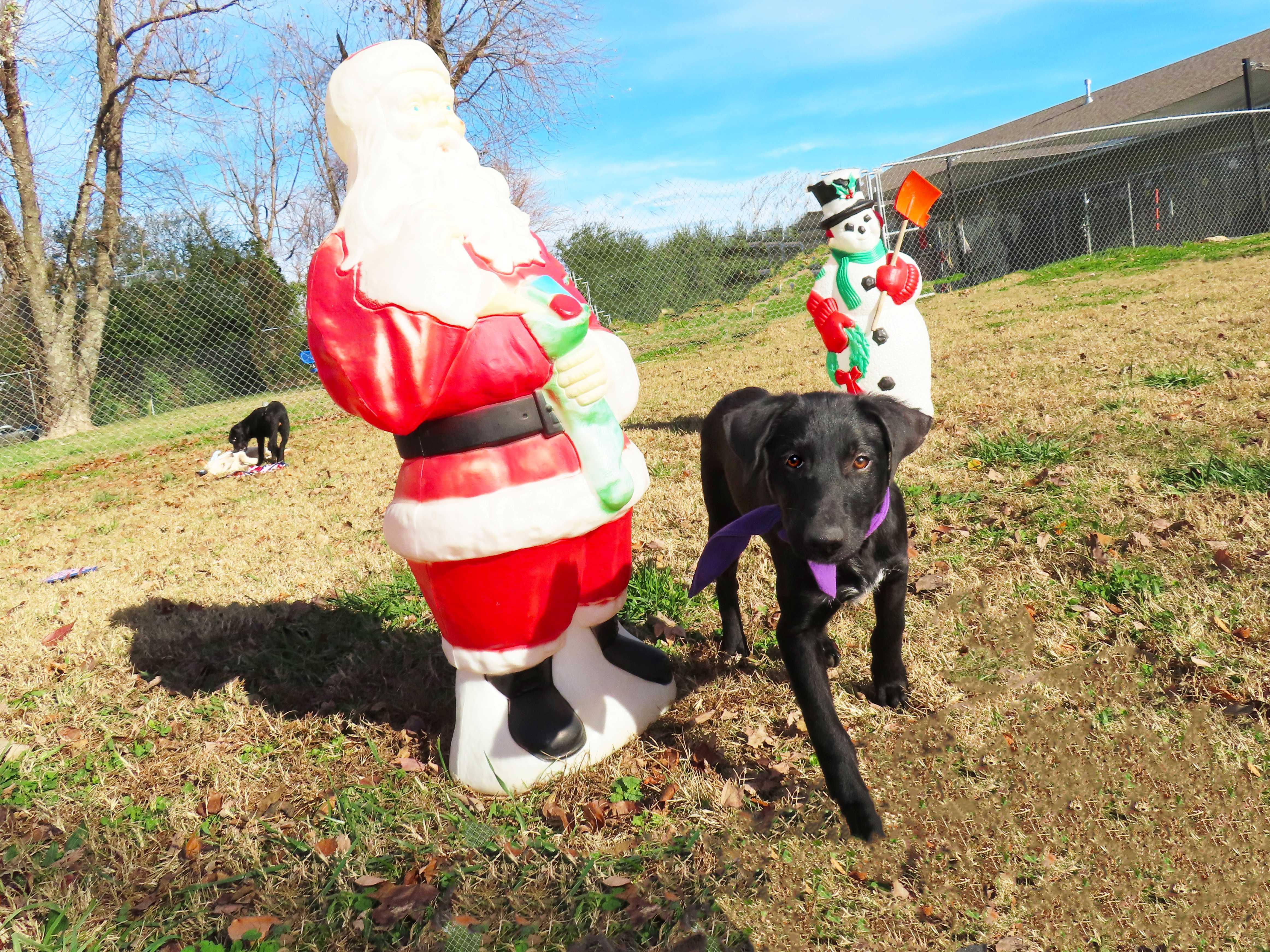 Rhett 25C-270A, a ADOPTABLE mixed breed in Rogers, AR image 2/5