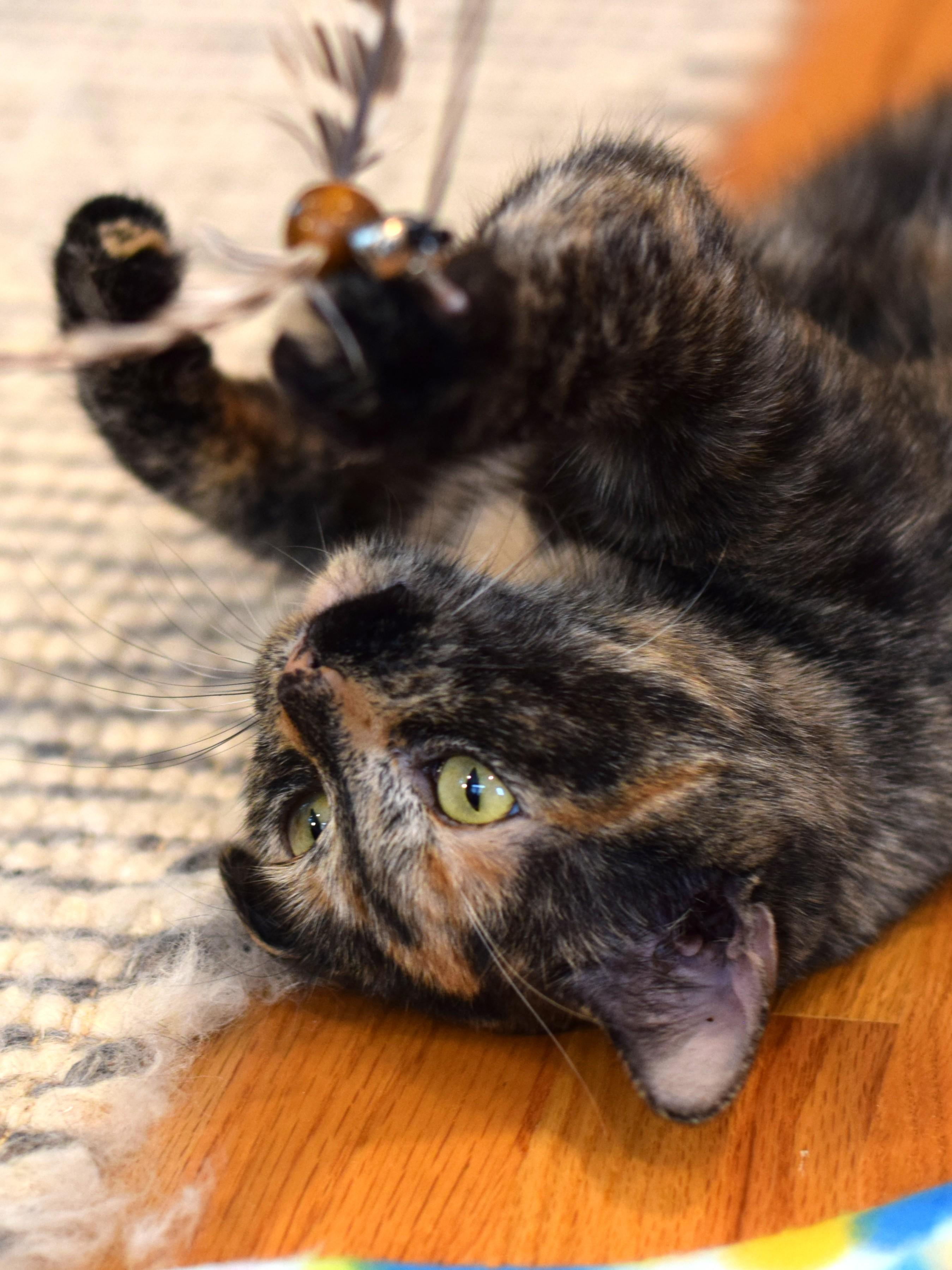 Enlarge Caroline - ADOPTION PENDING, a Adoptable Tortoiseshell in Mt Pleasant, SC image 5/6