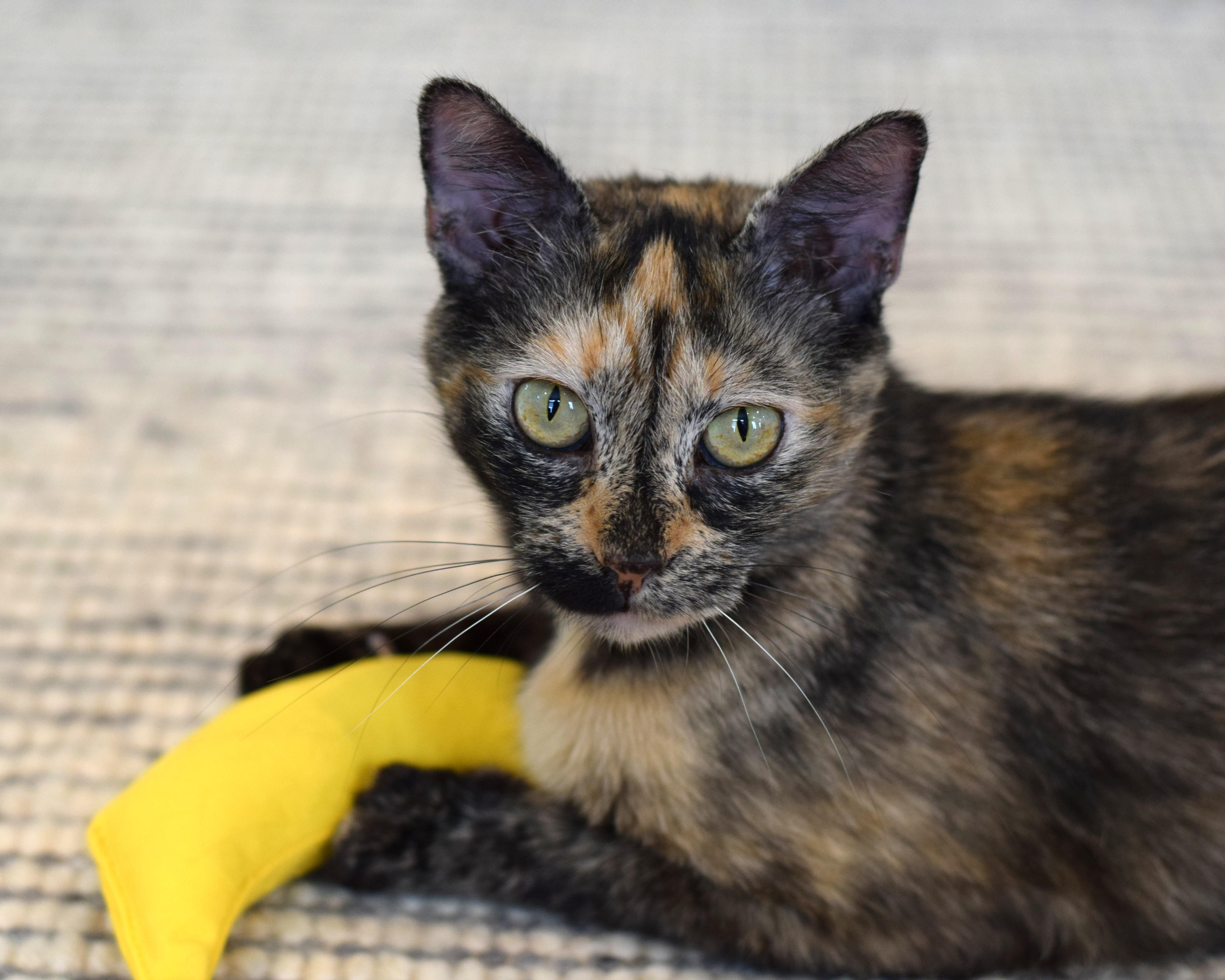 Caroline, a Adoptable Tortoiseshell in Mt Pleasant, SC image 3/6