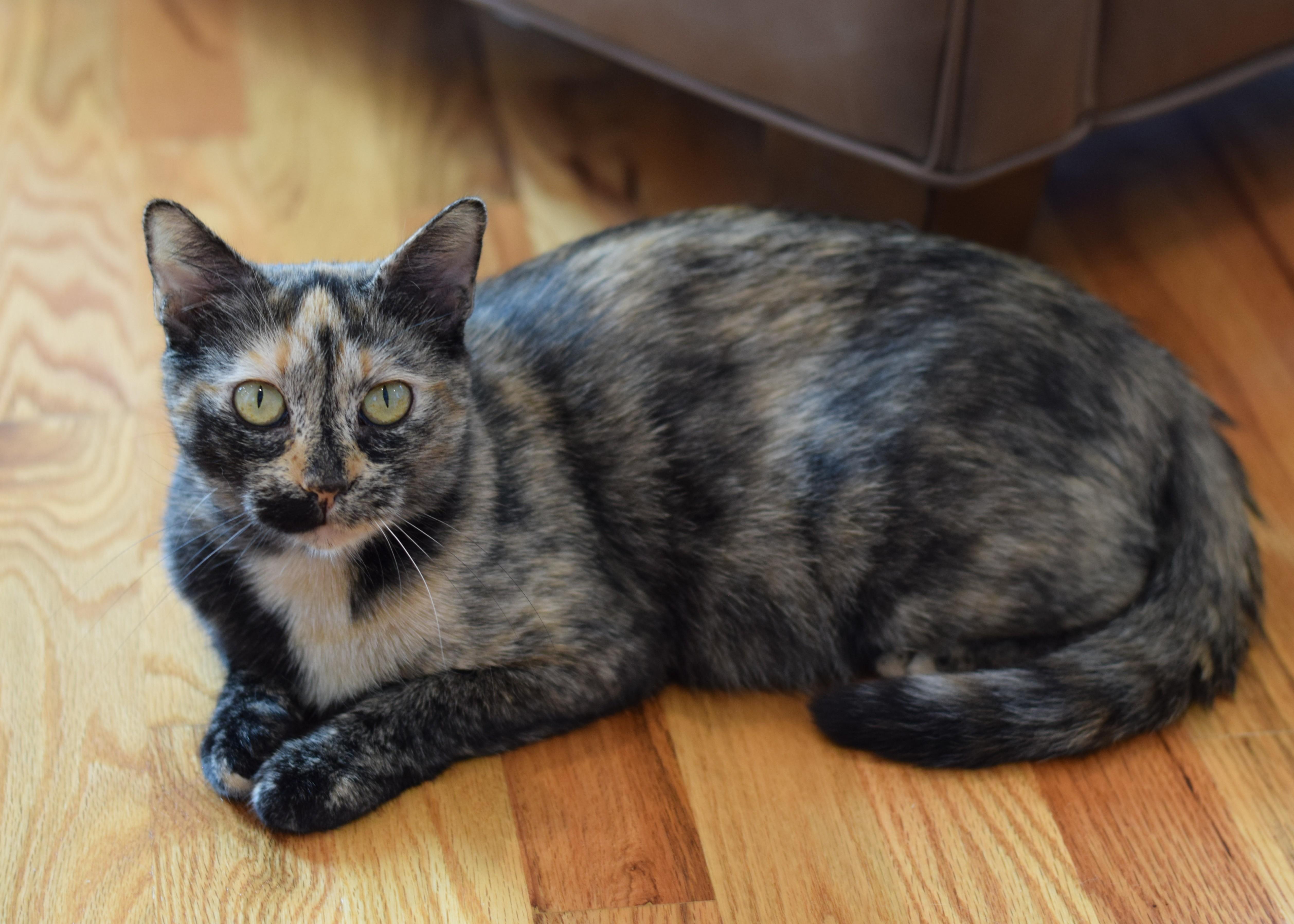 Enlarge Caroline, a Adoptable Tortoiseshell in Mt Pleasant, SC image 4/6