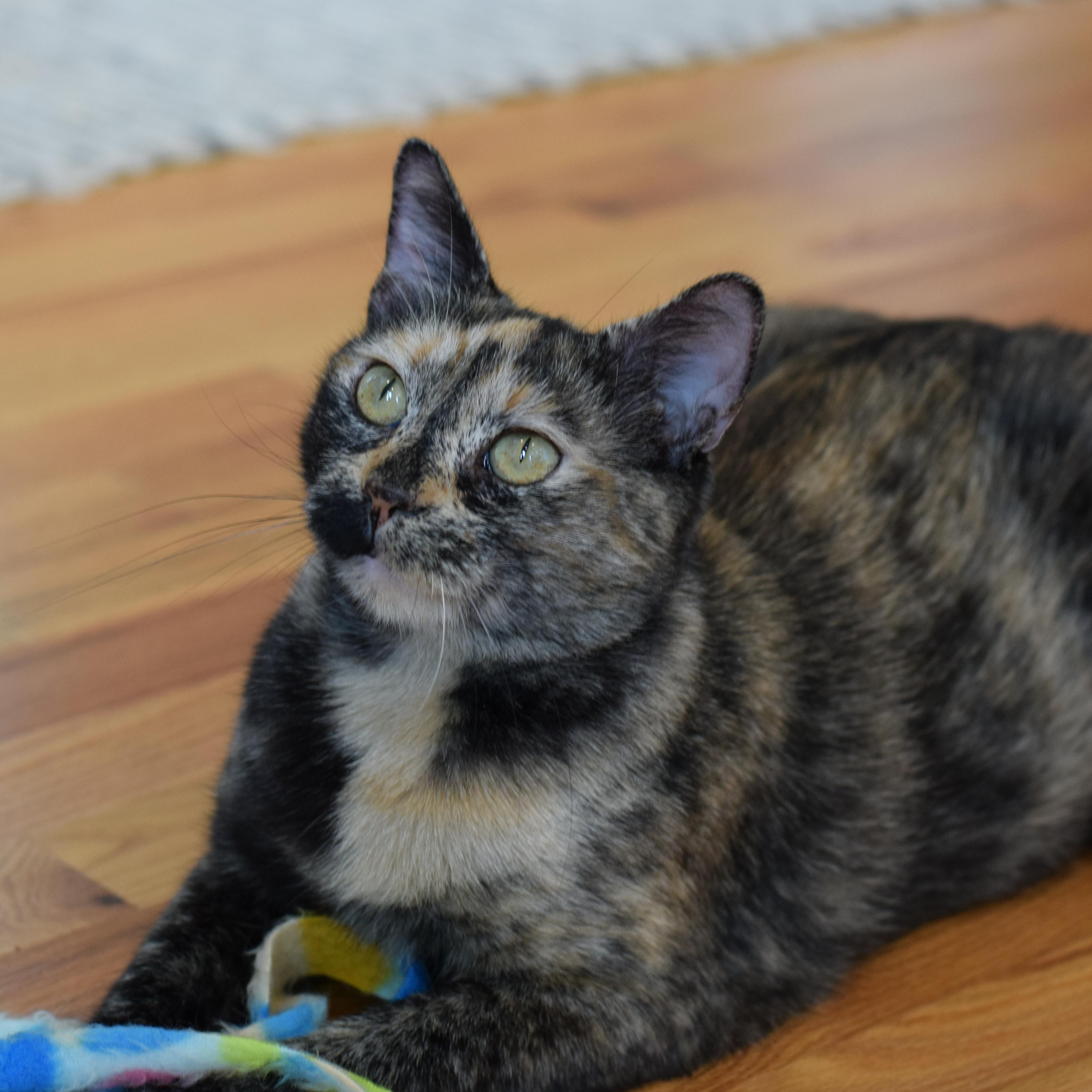 Caroline, Adoptable, Young Female Tortoiseshell.