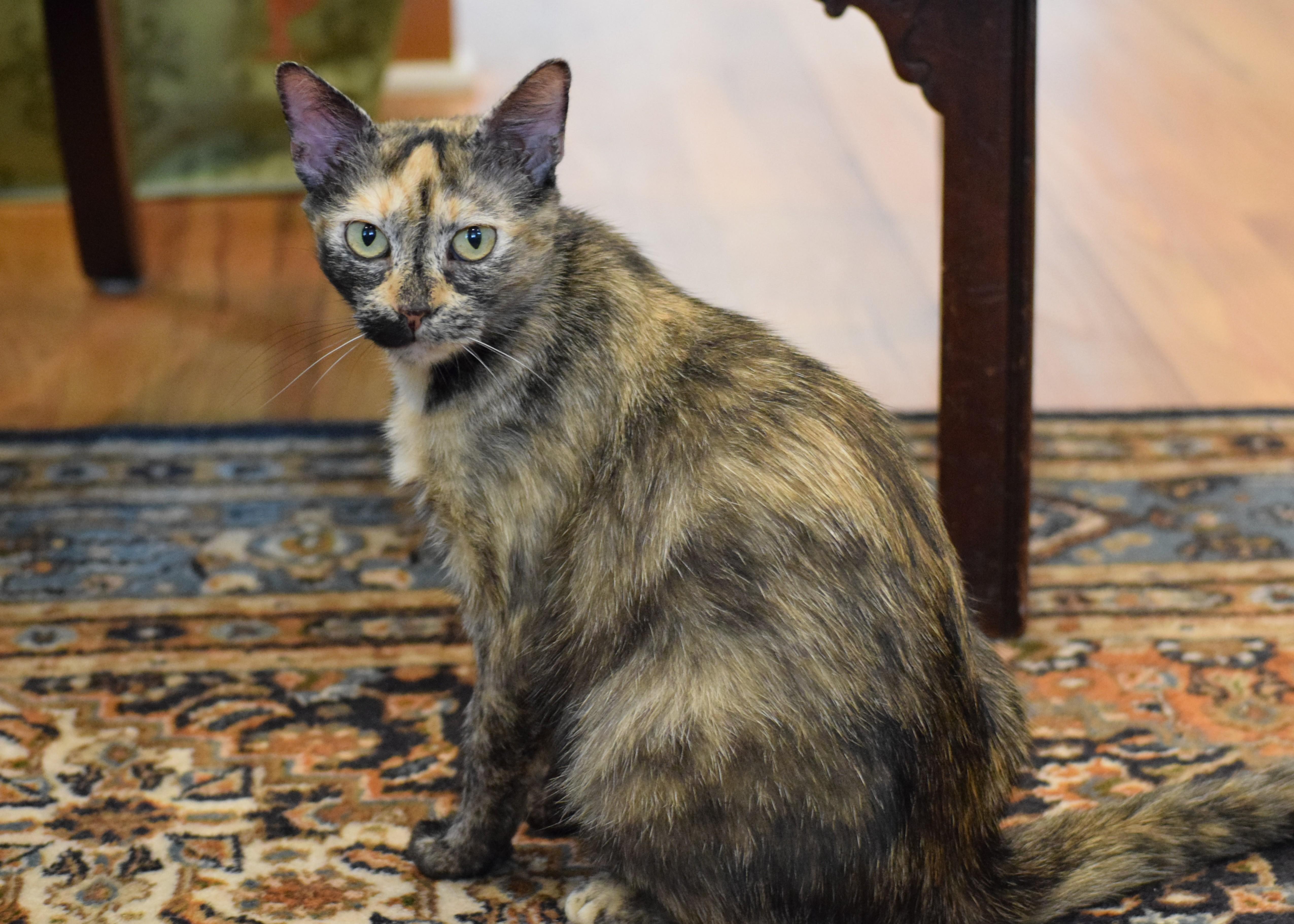 Caroline, a Adoptable Tortoiseshell in Mt Pleasant, SC image 4/6