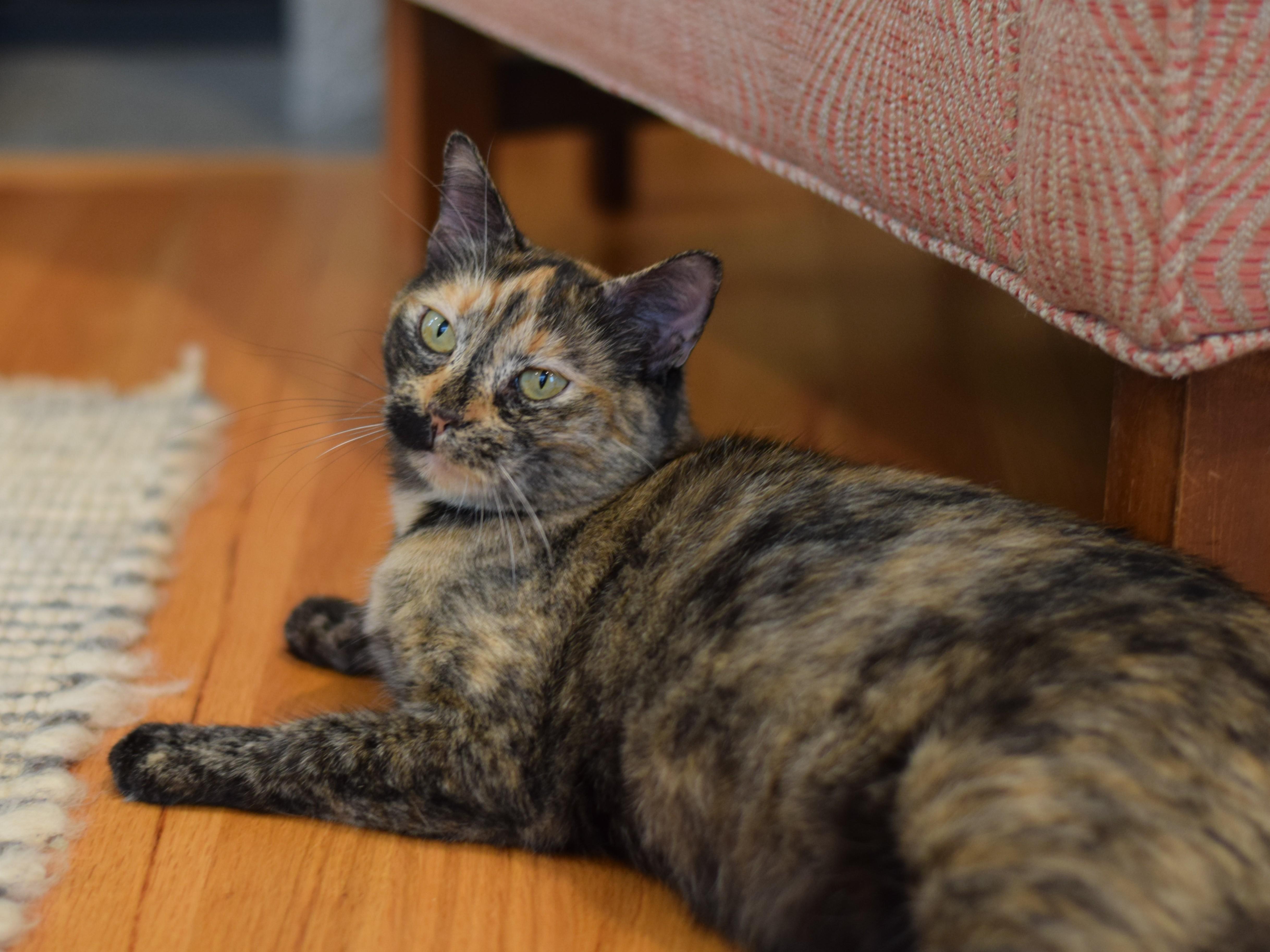 Enlarge Caroline - ADOPTION PENDING, a Adoptable Tortoiseshell in Mt Pleasant, SC image 4/6