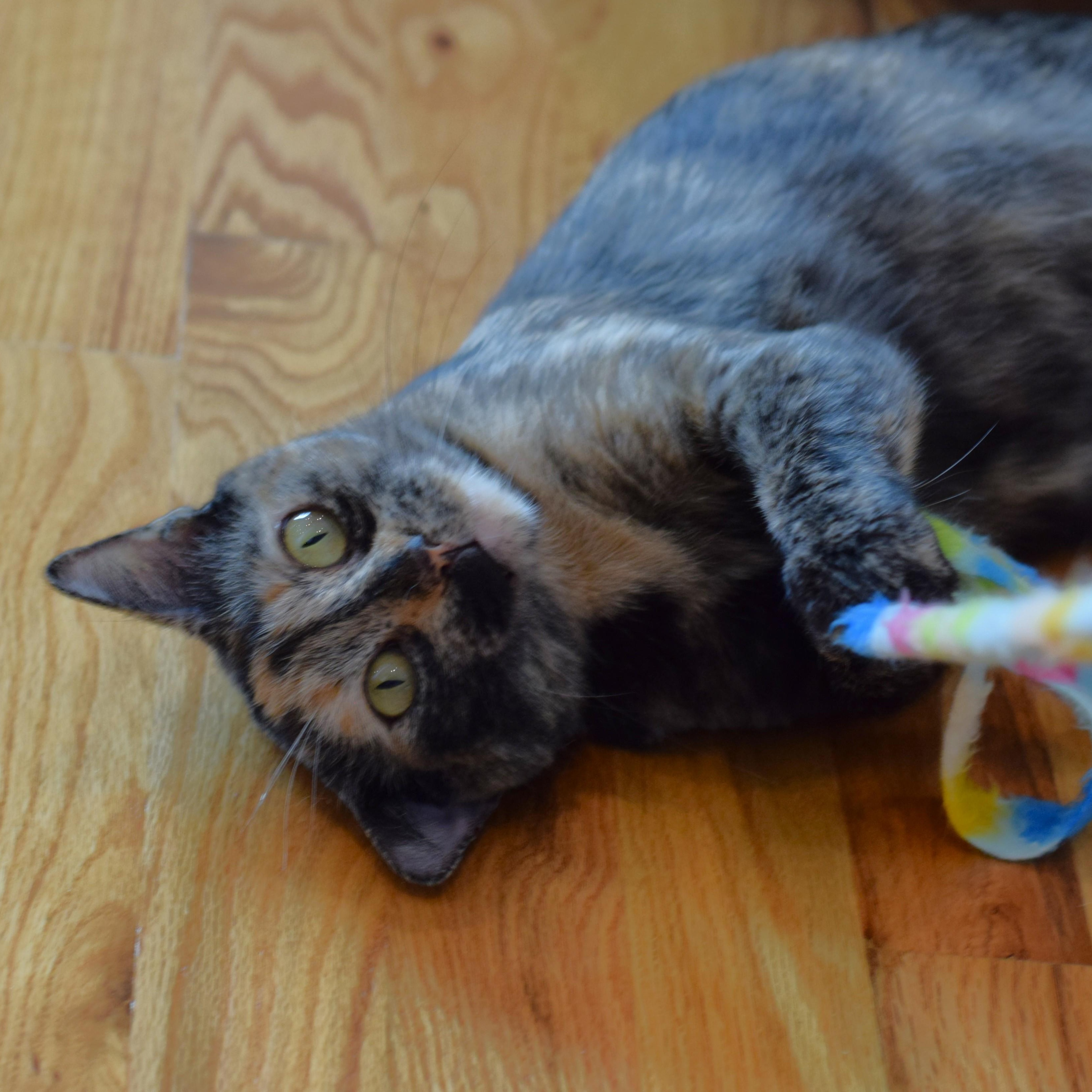 Enlarge Caroline, a Adoptable Tortoiseshell in Mt Pleasant, SC image 3/6