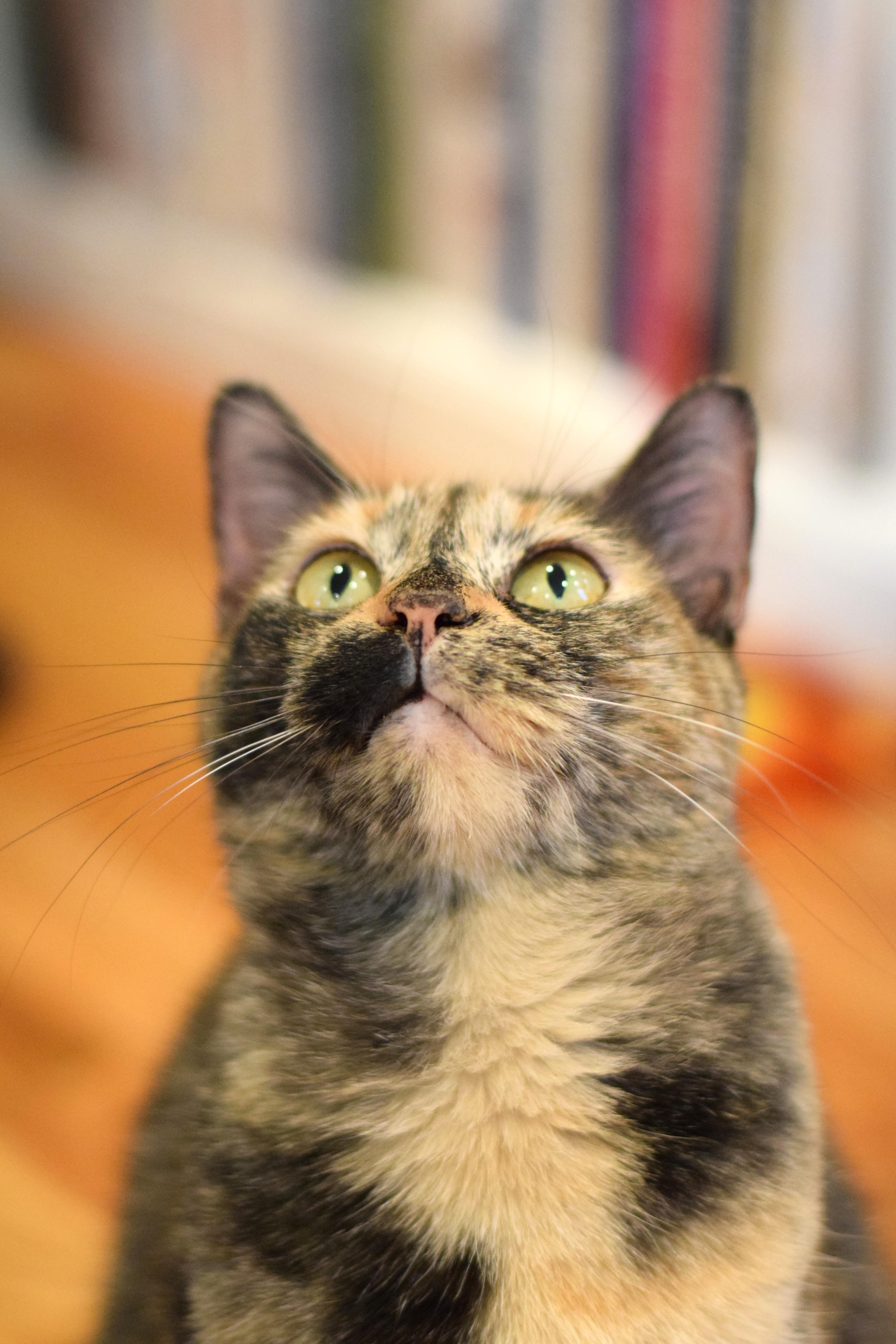 Enlarge Caroline - ADOPTION PENDING, a Adoptable Tortoiseshell in Mt Pleasant, SC image 2/6