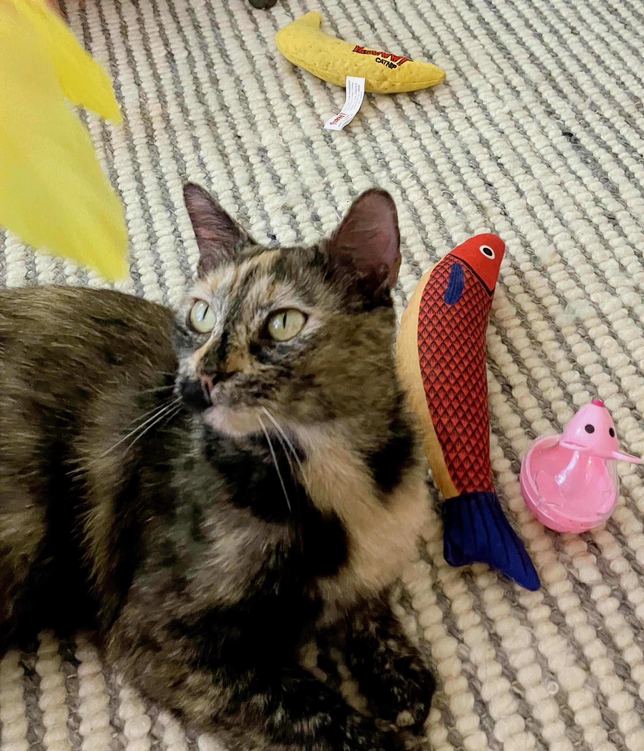 Enlarge Caroline, a Adoptable Tortoiseshell in Mt Pleasant, SC image 4/6
