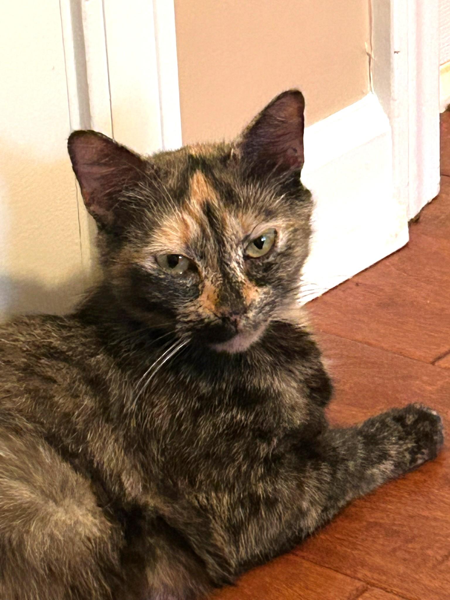 Enlarge Caroline, a Adoptable Tortoiseshell in Mt Pleasant, SC image 6/6