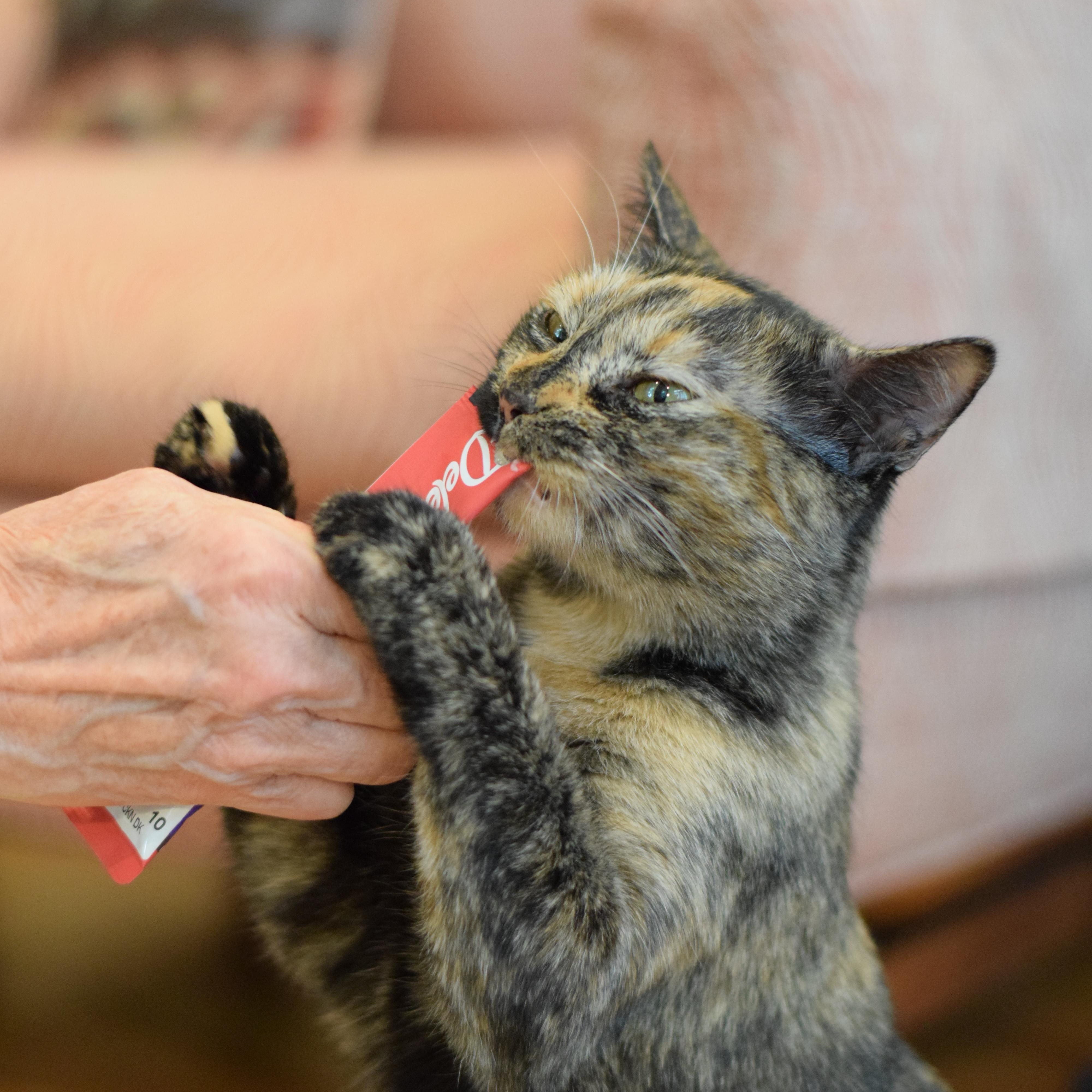Caroline - ADOPTION PENDING, Adoptable, Young Female Tortoiseshell.