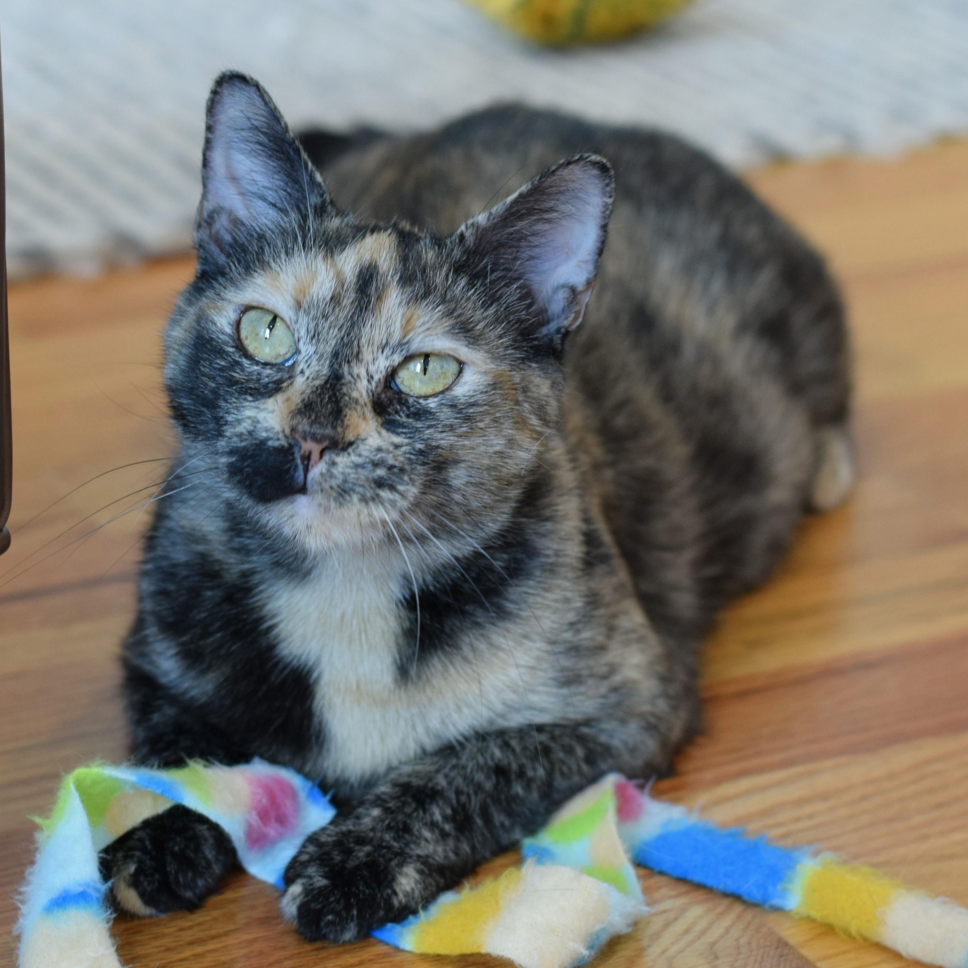 Enlarge Caroline, a Adoptable Tortoiseshell in Mt Pleasant, SC image 2/6