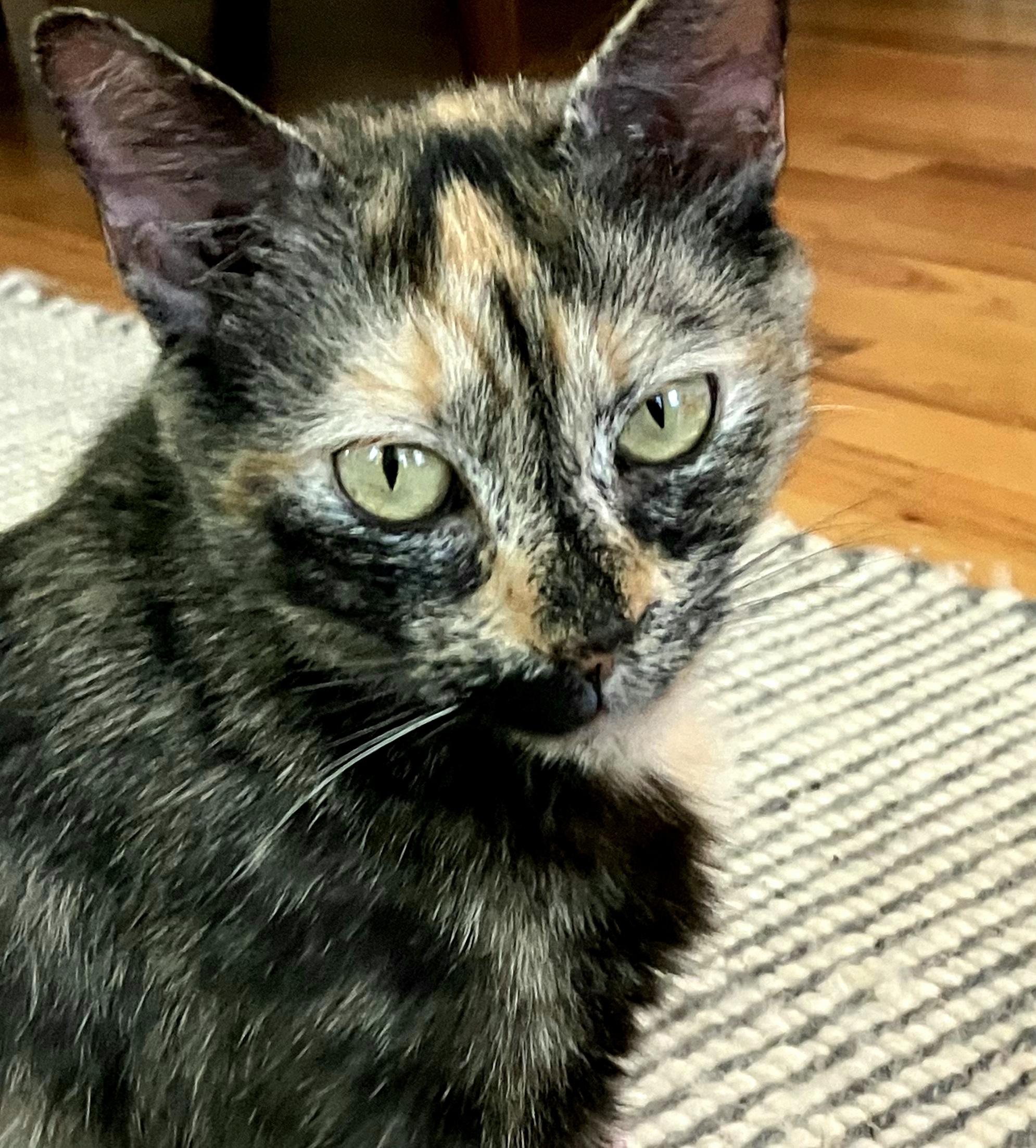 Caroline, Adoptable, Adult Female Tortoiseshell.