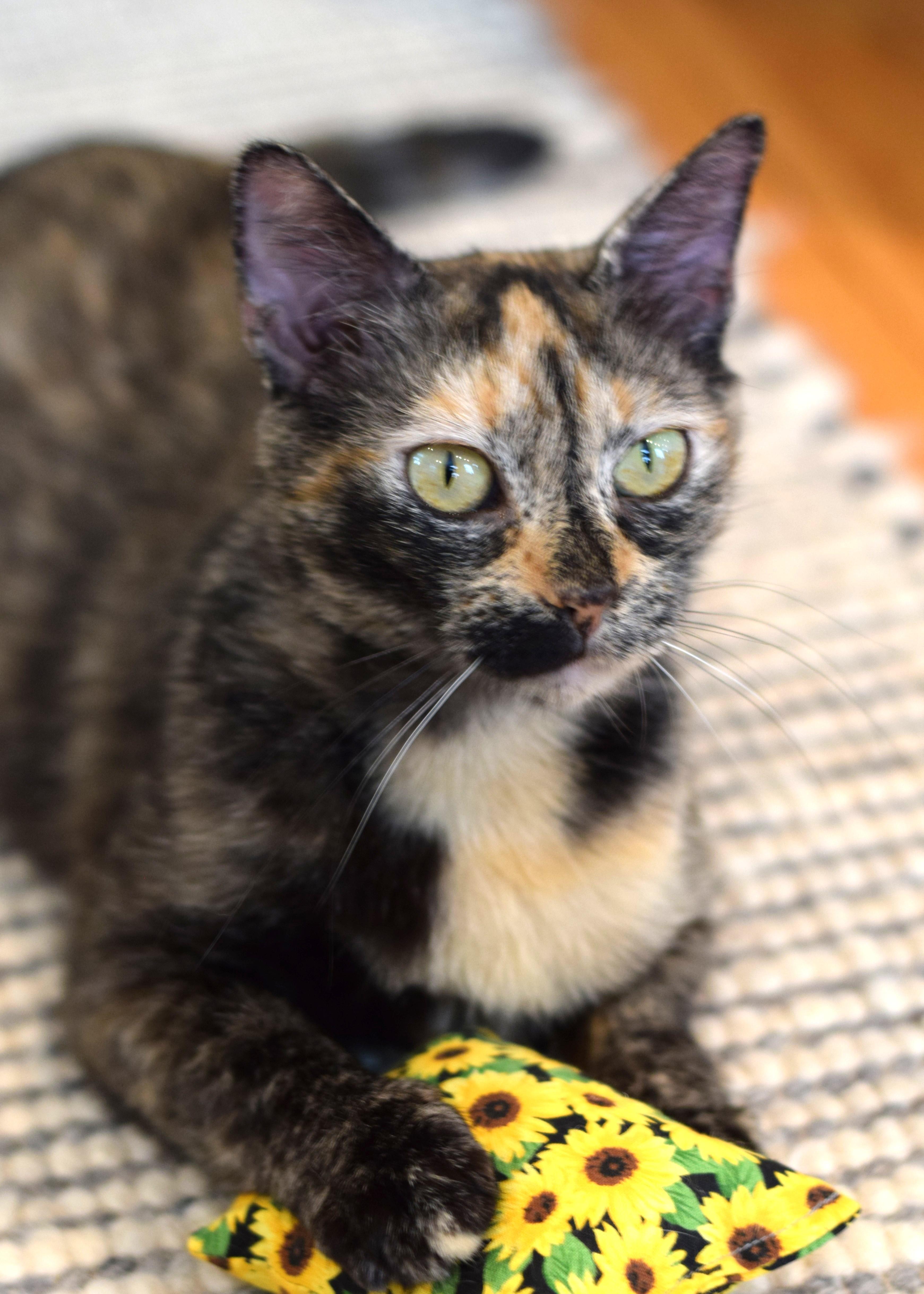 Caroline, a Adoptable Tortoiseshell in Mt Pleasant, SC image 2/6