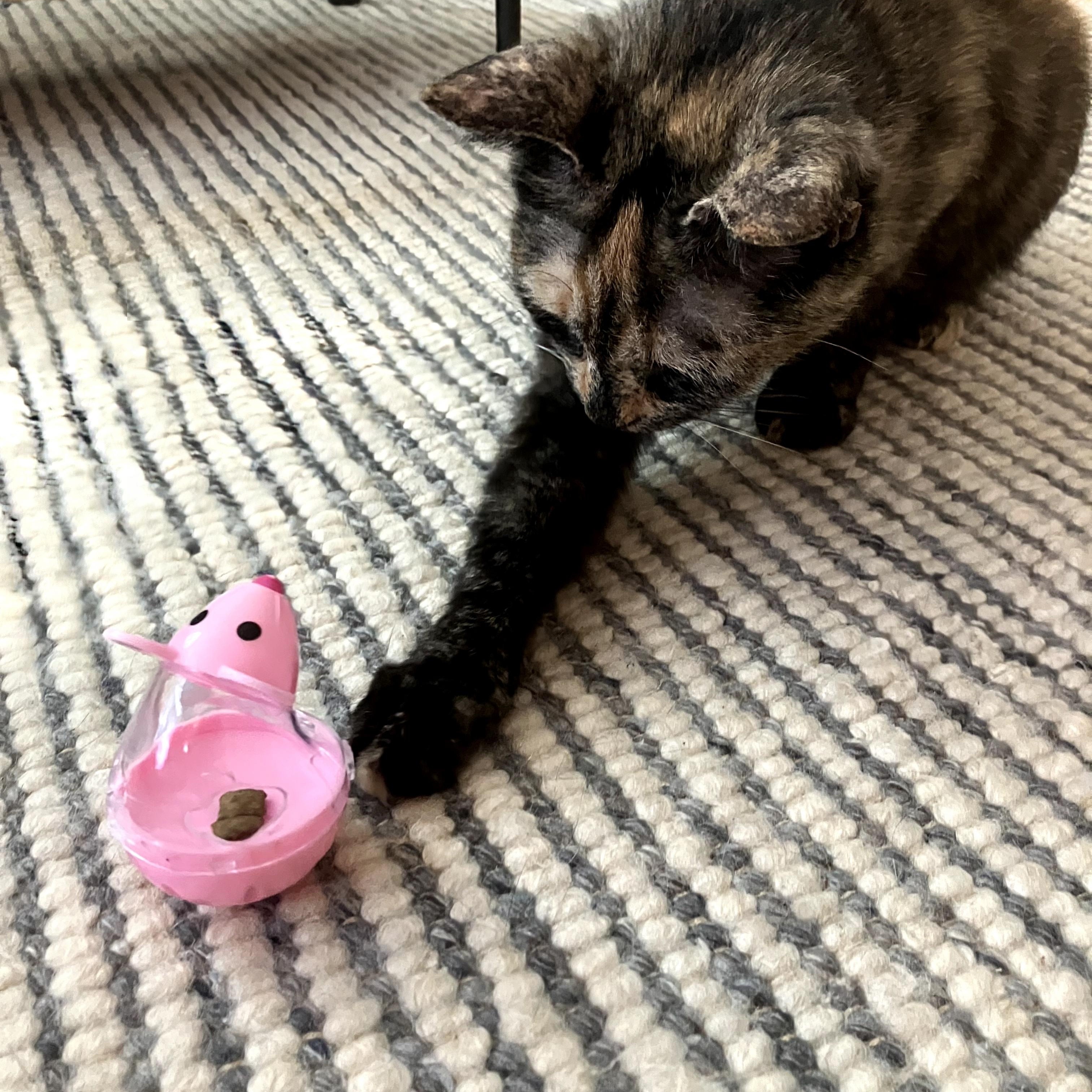 Enlarge Caroline, a Adoptable Tortoiseshell in Mt Pleasant, SC image 5/6