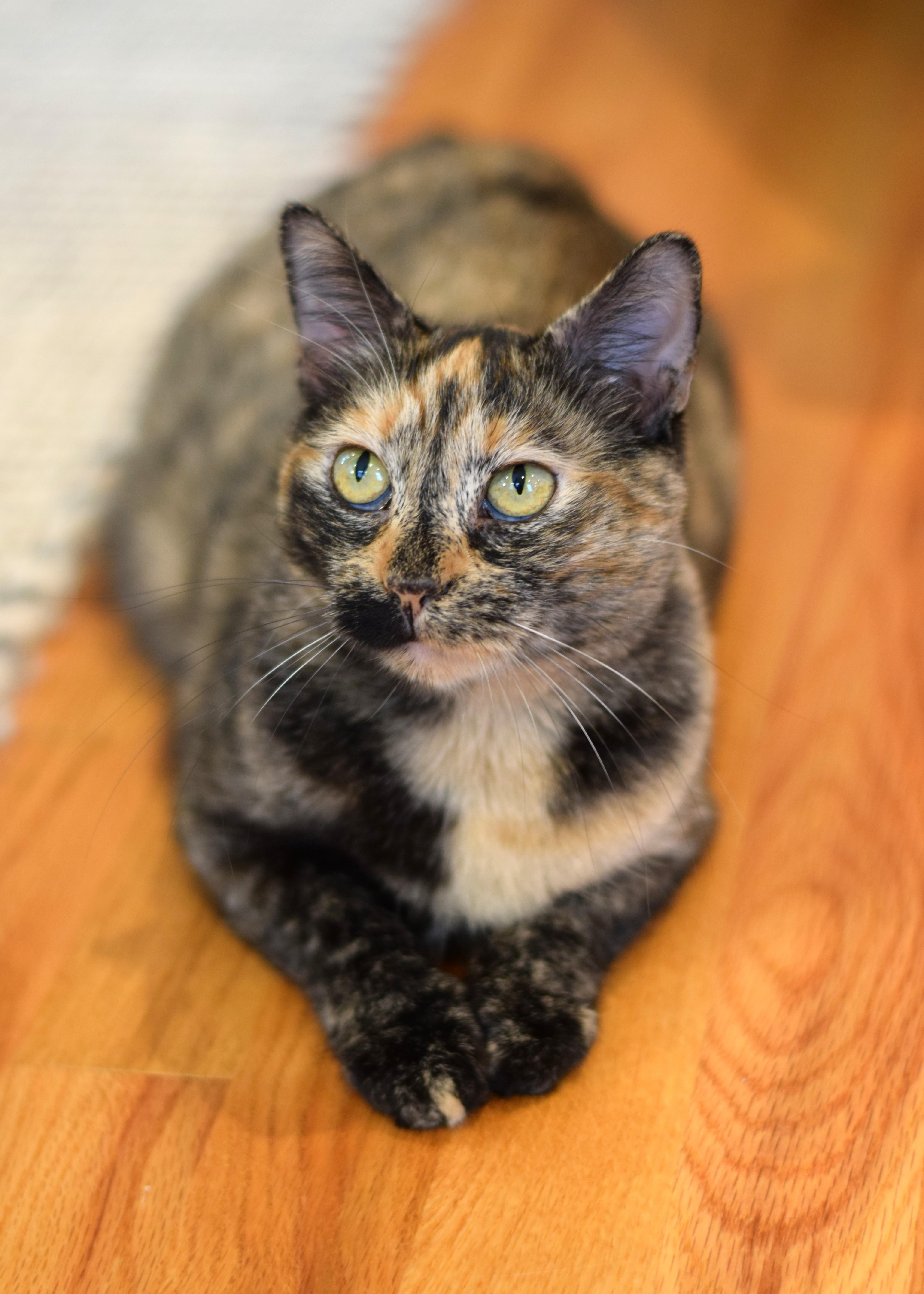 Enlarge Caroline - ADOPTION PENDING, a Adoptable Tortoiseshell in Mt Pleasant, SC image 3/6