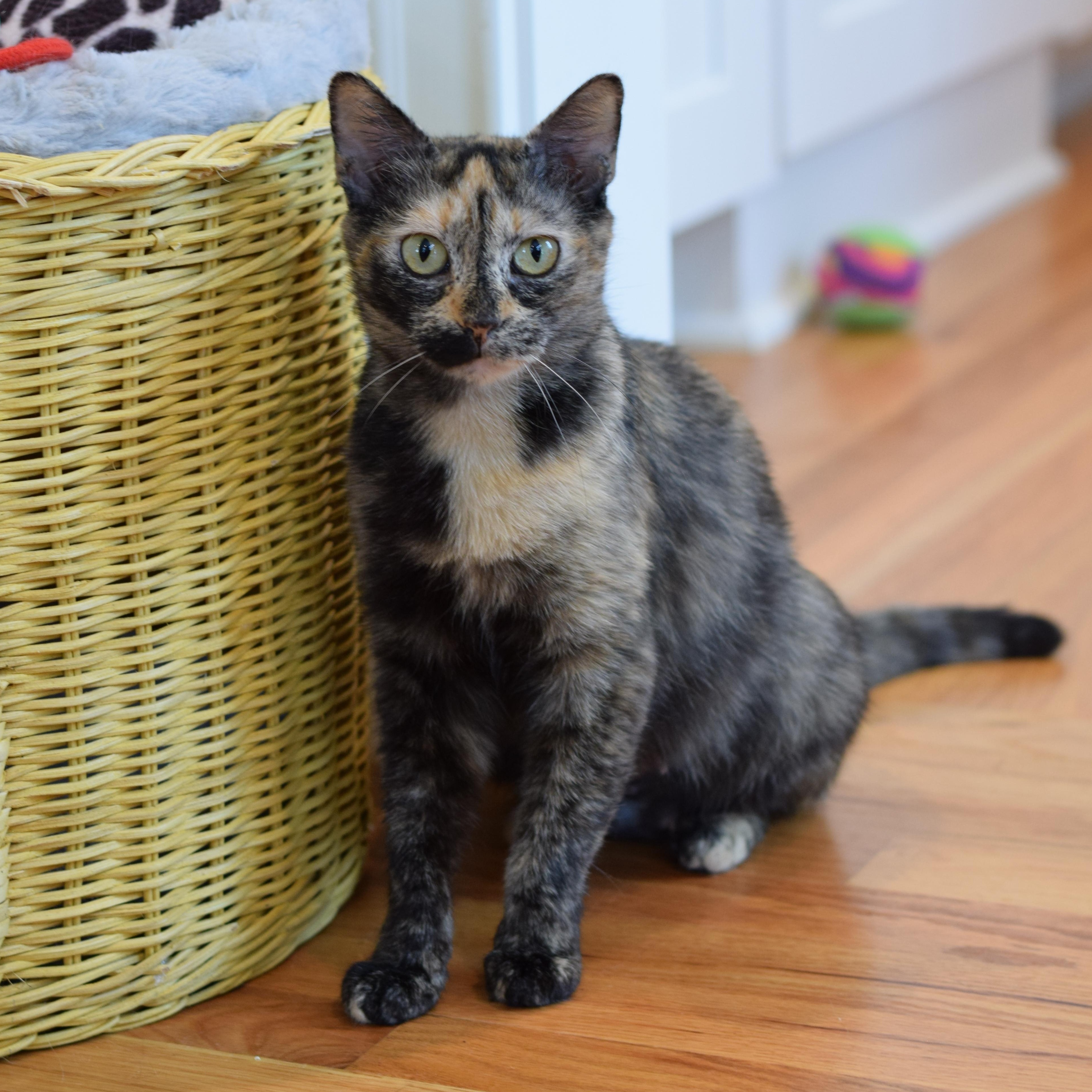 Caroline, Adoptable, Young Female Tortoiseshell.