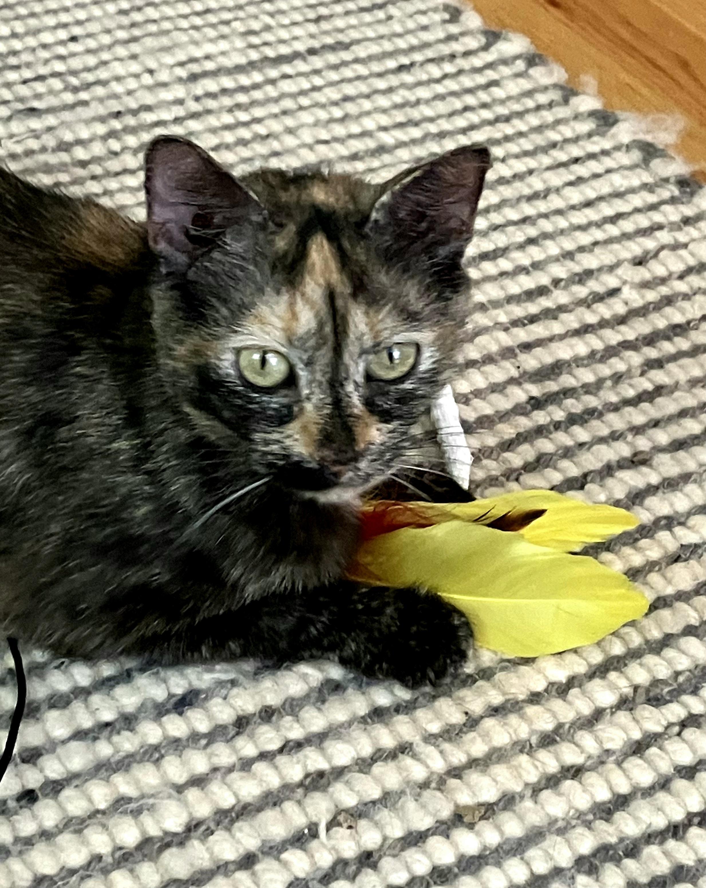 Enlarge Caroline, a Adoptable Tortoiseshell in Mt Pleasant, SC image 3/6