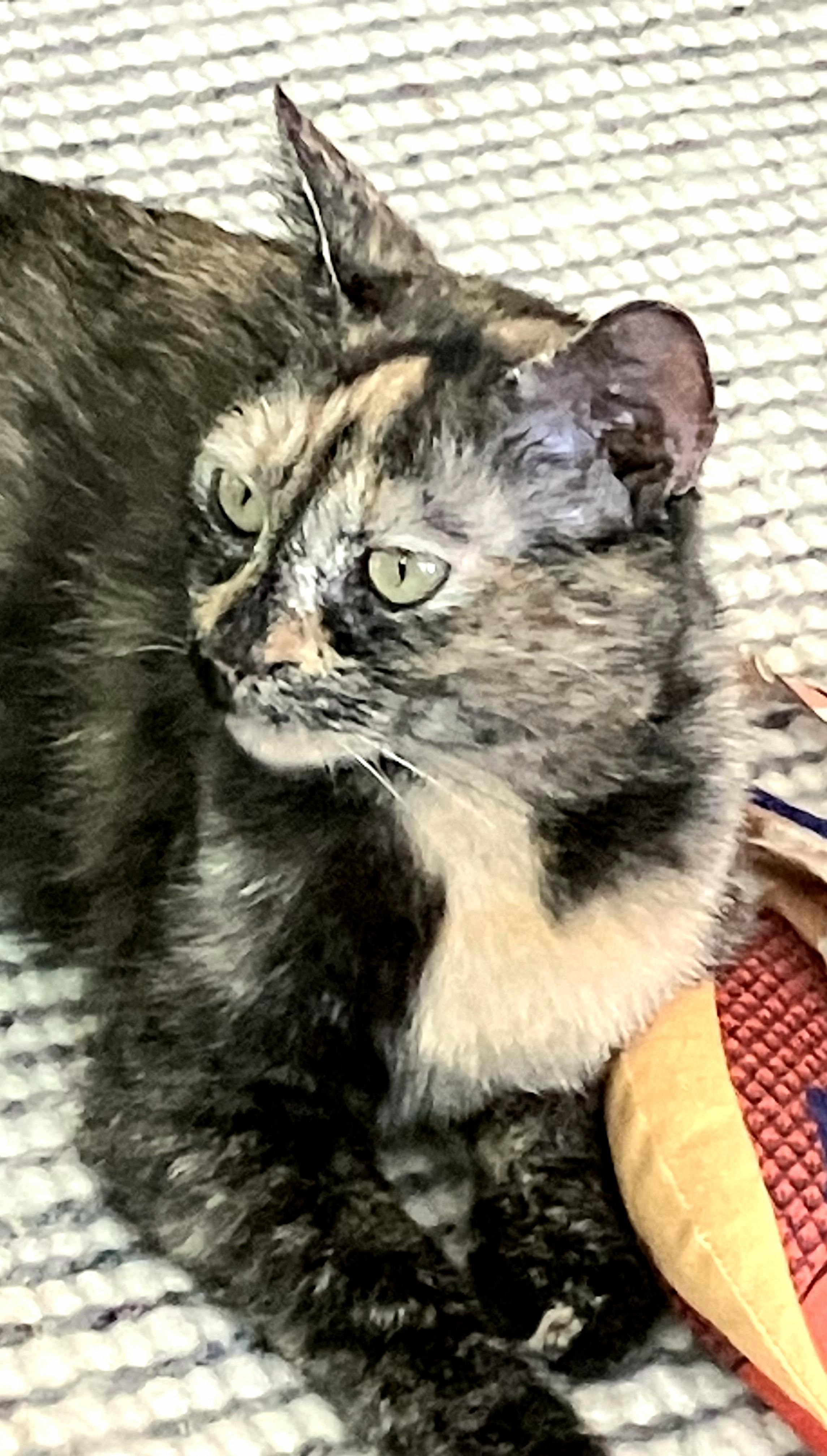 Enlarge Caroline, a Adoptable Tortoiseshell in Mt Pleasant, SC image 2/6