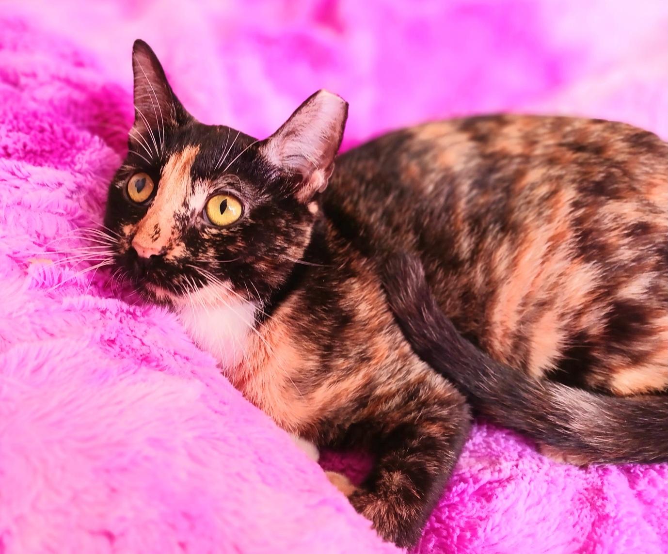 Enlarge Stella Joy Amberleigh, a ADOPTABLE Calico in Mesa, AZ image 2/4