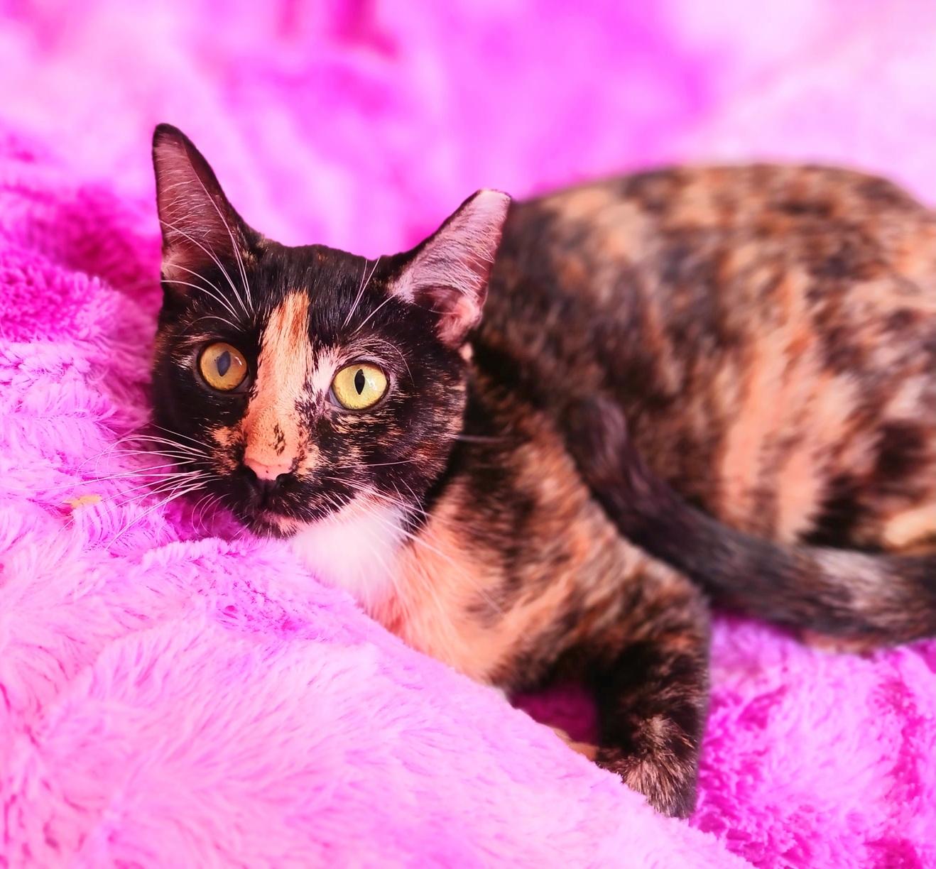 Stella Joy Amberleigh, ADOPTABLE, Adult Female Calico.